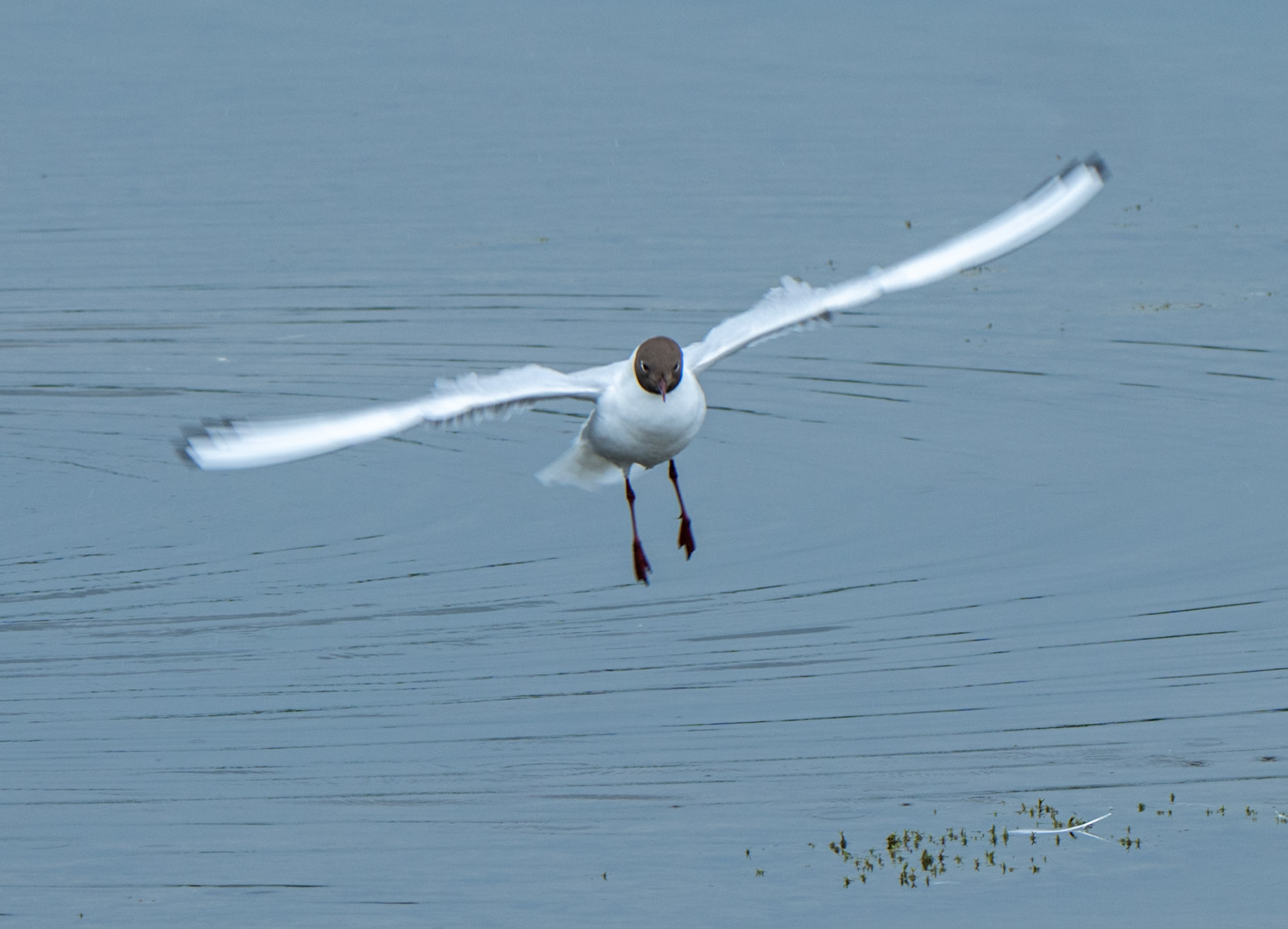 RSPB - Old Moor