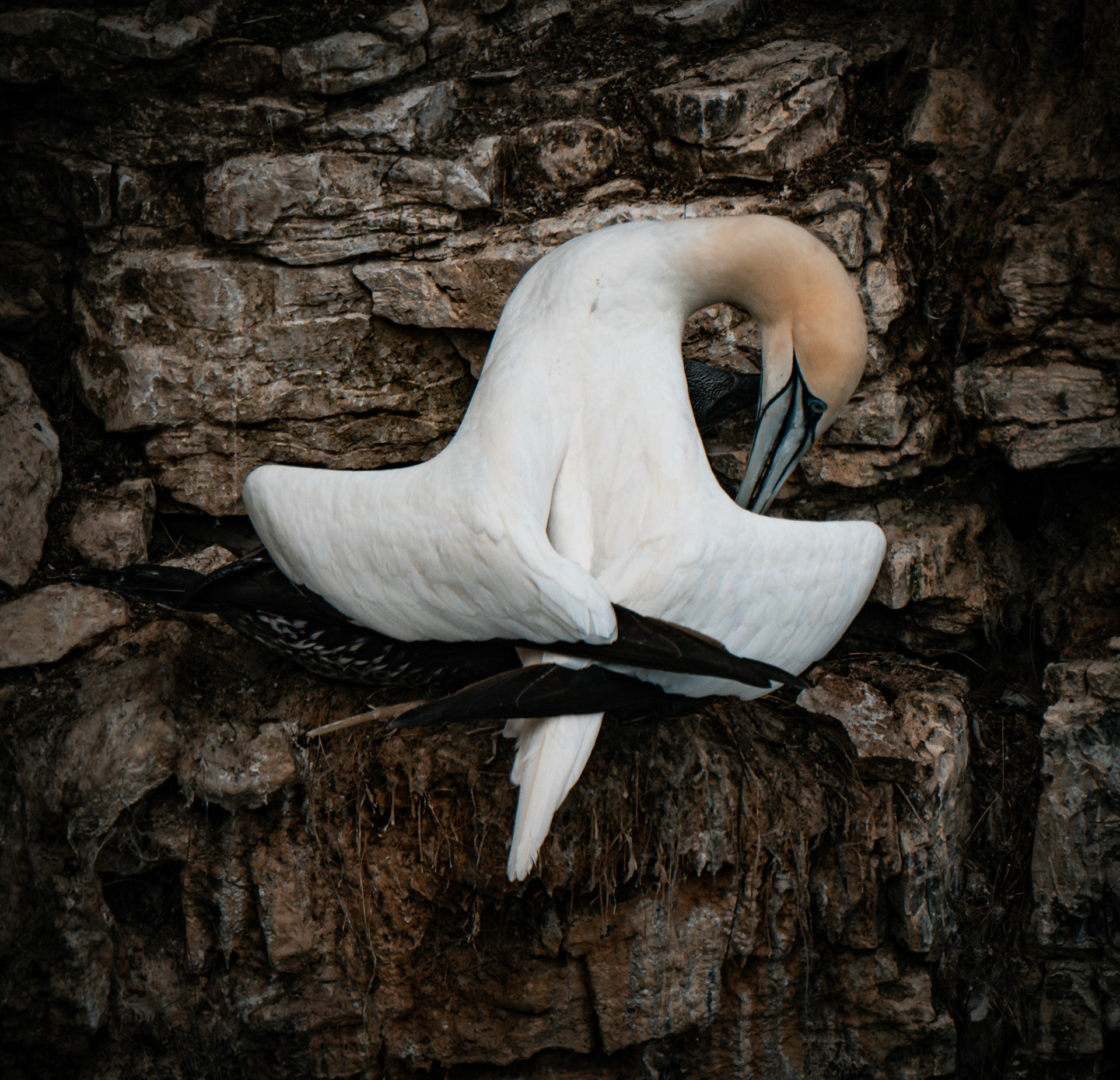 RSPB - Bempton