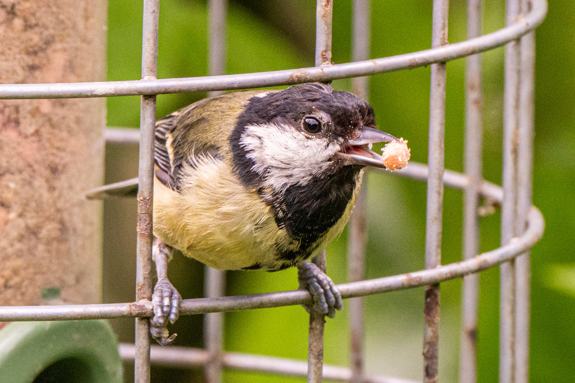 RSPB - Old Moor