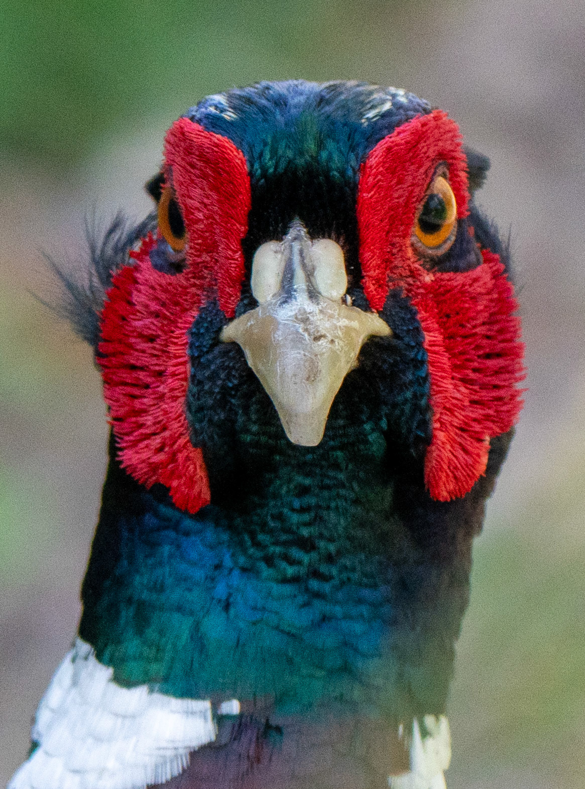 RSPB - Old Moor