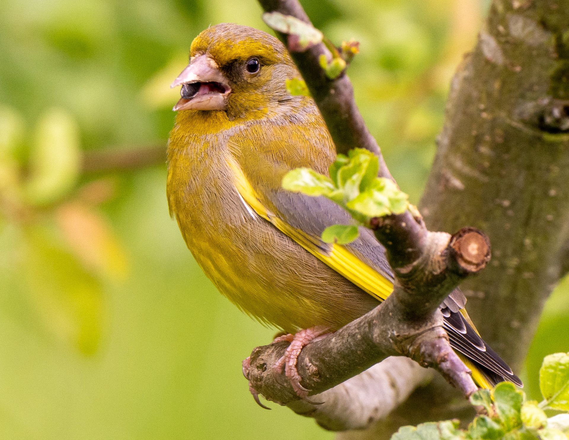 RSPB - Old Moor