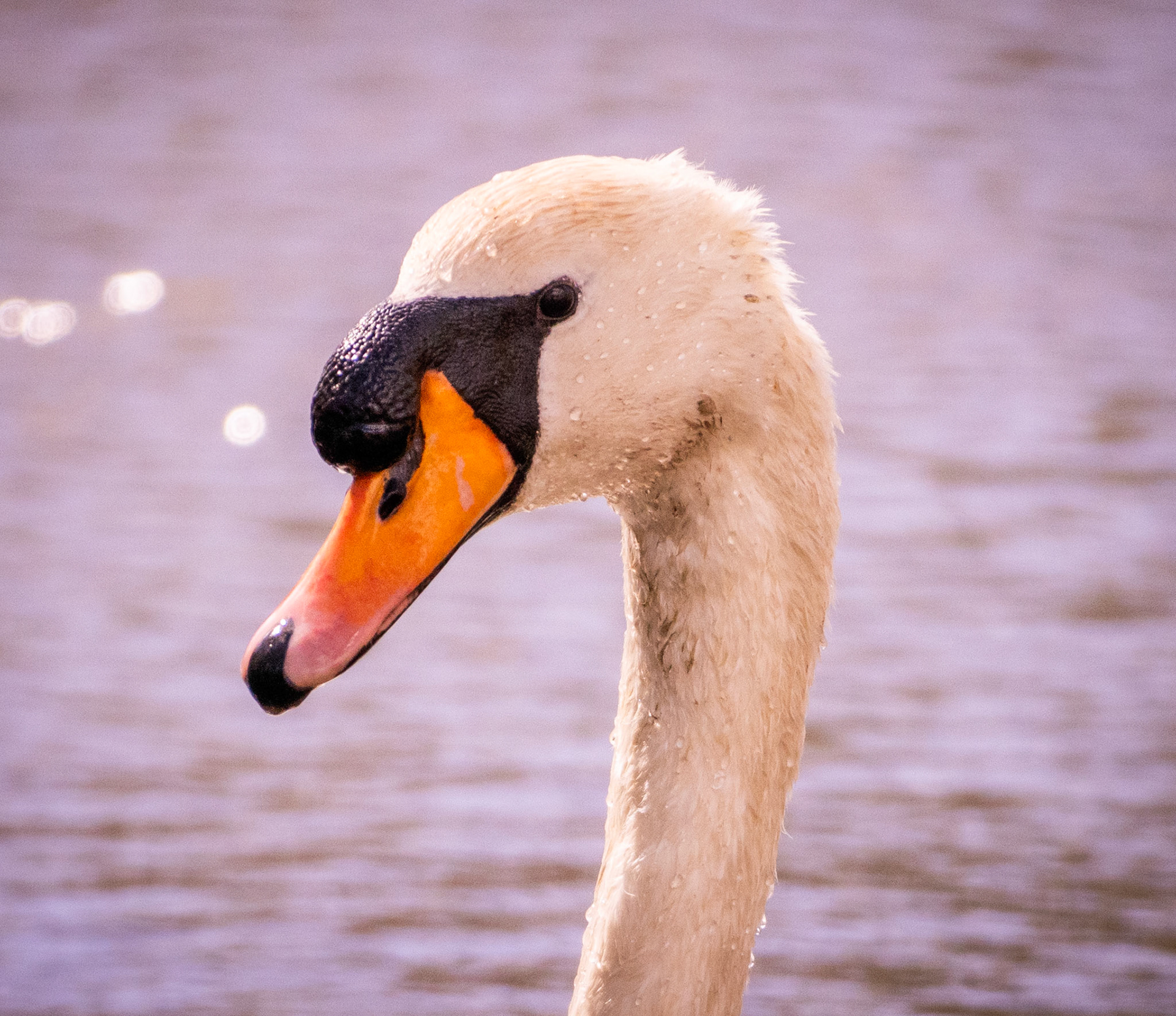 RSPB - Old Moor