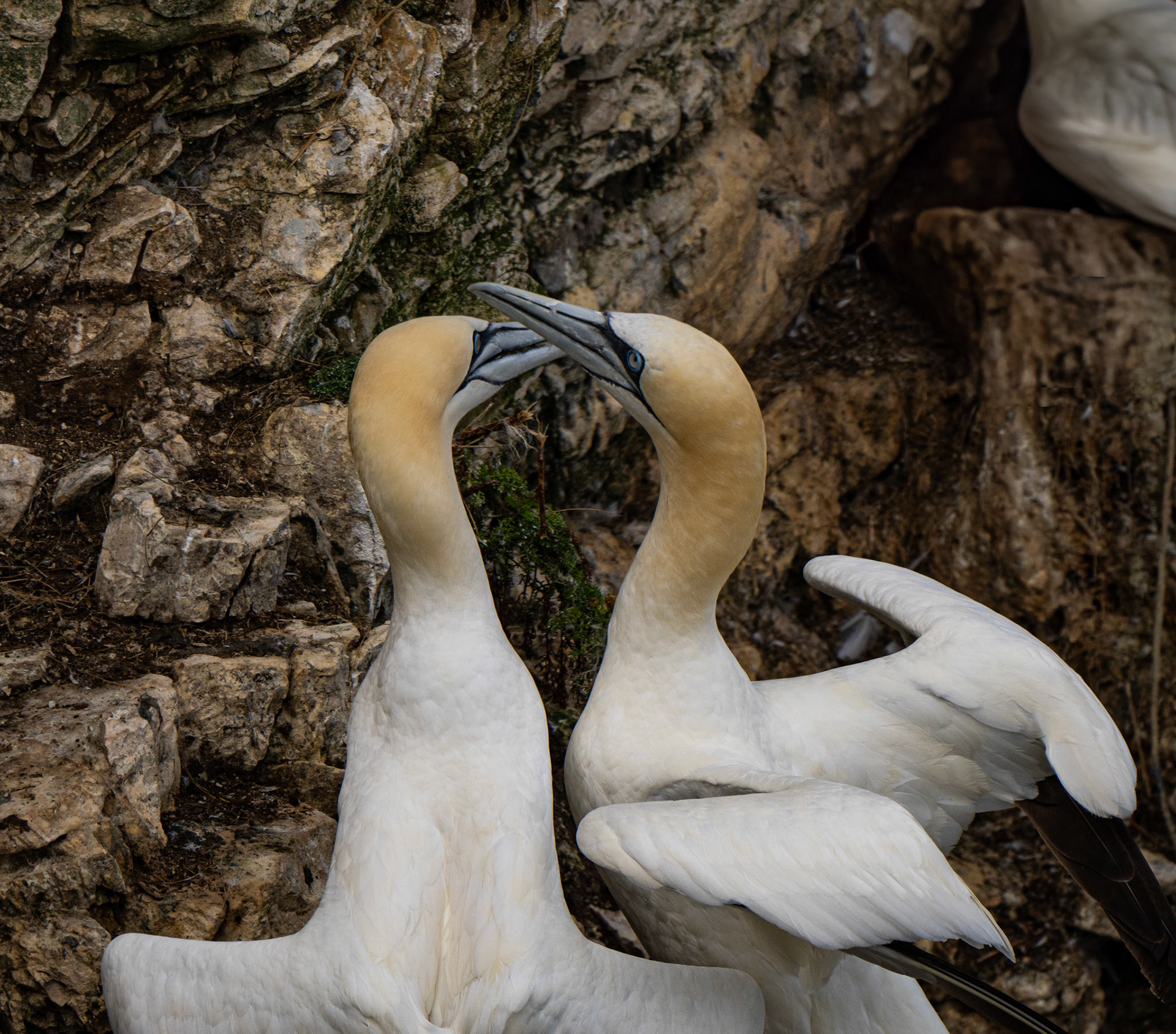 RSPB - Bempton