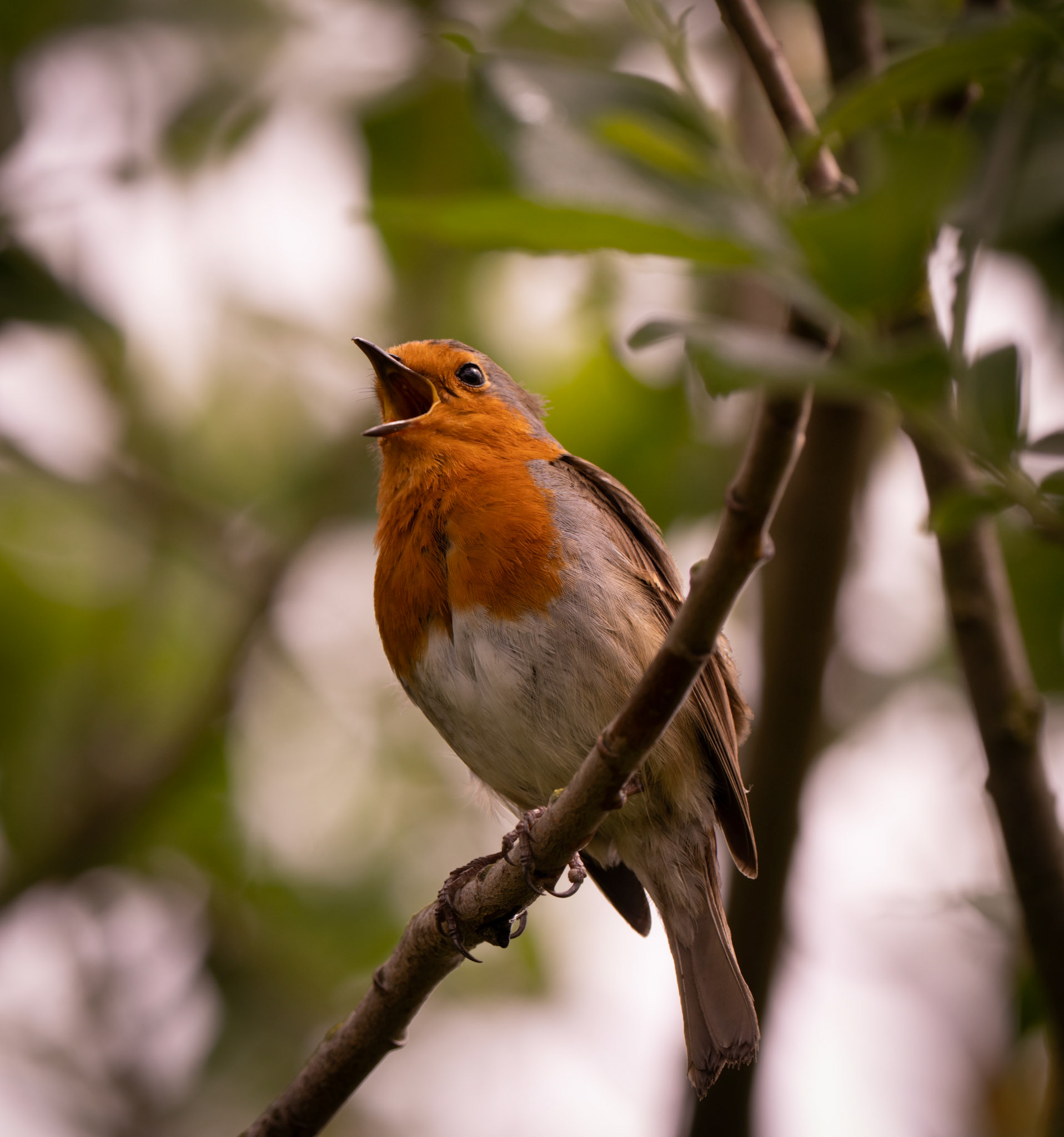 RSPB - Old Moor