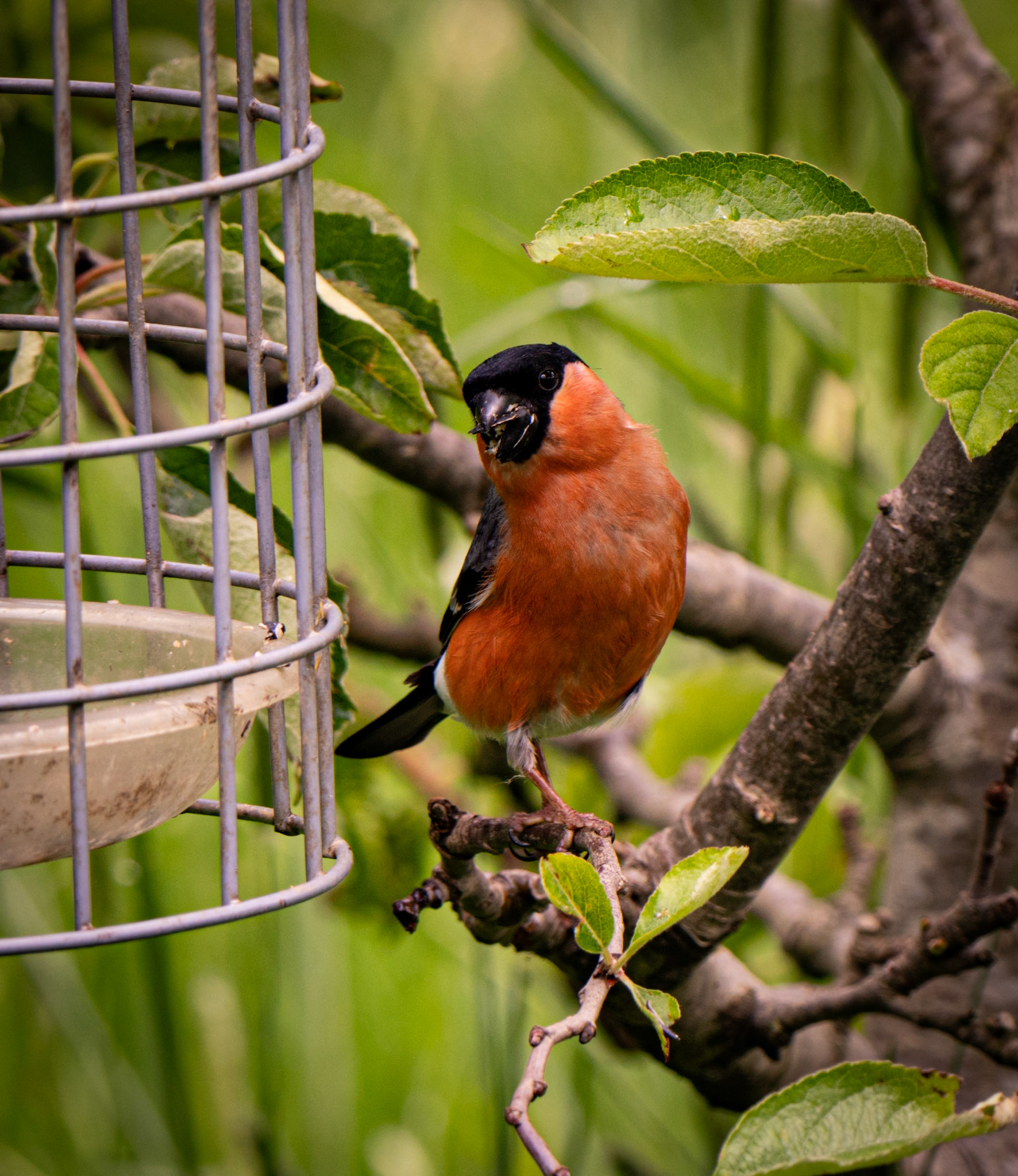 RSPB - Old Moor