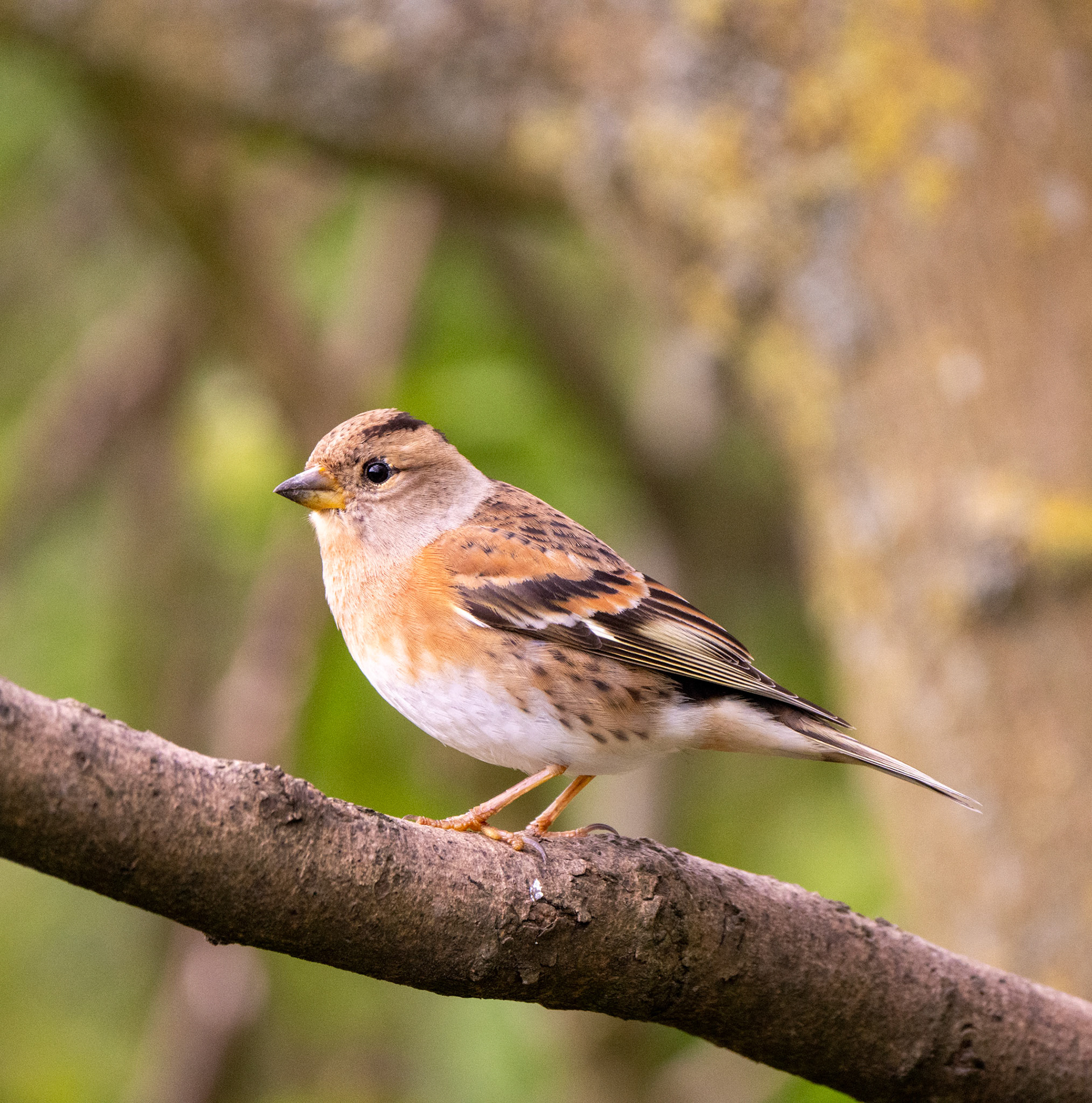 RSPB - Old Moor