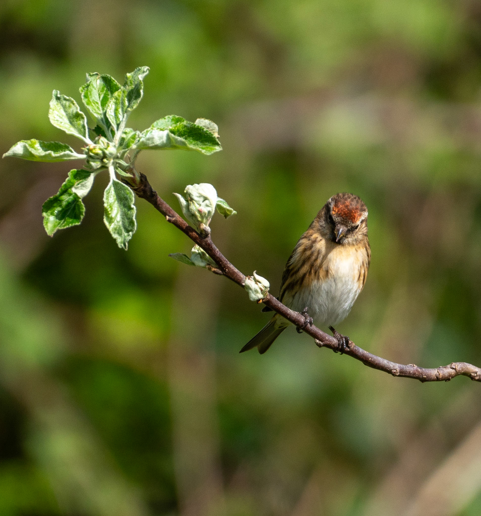 RSPB - Old Moor