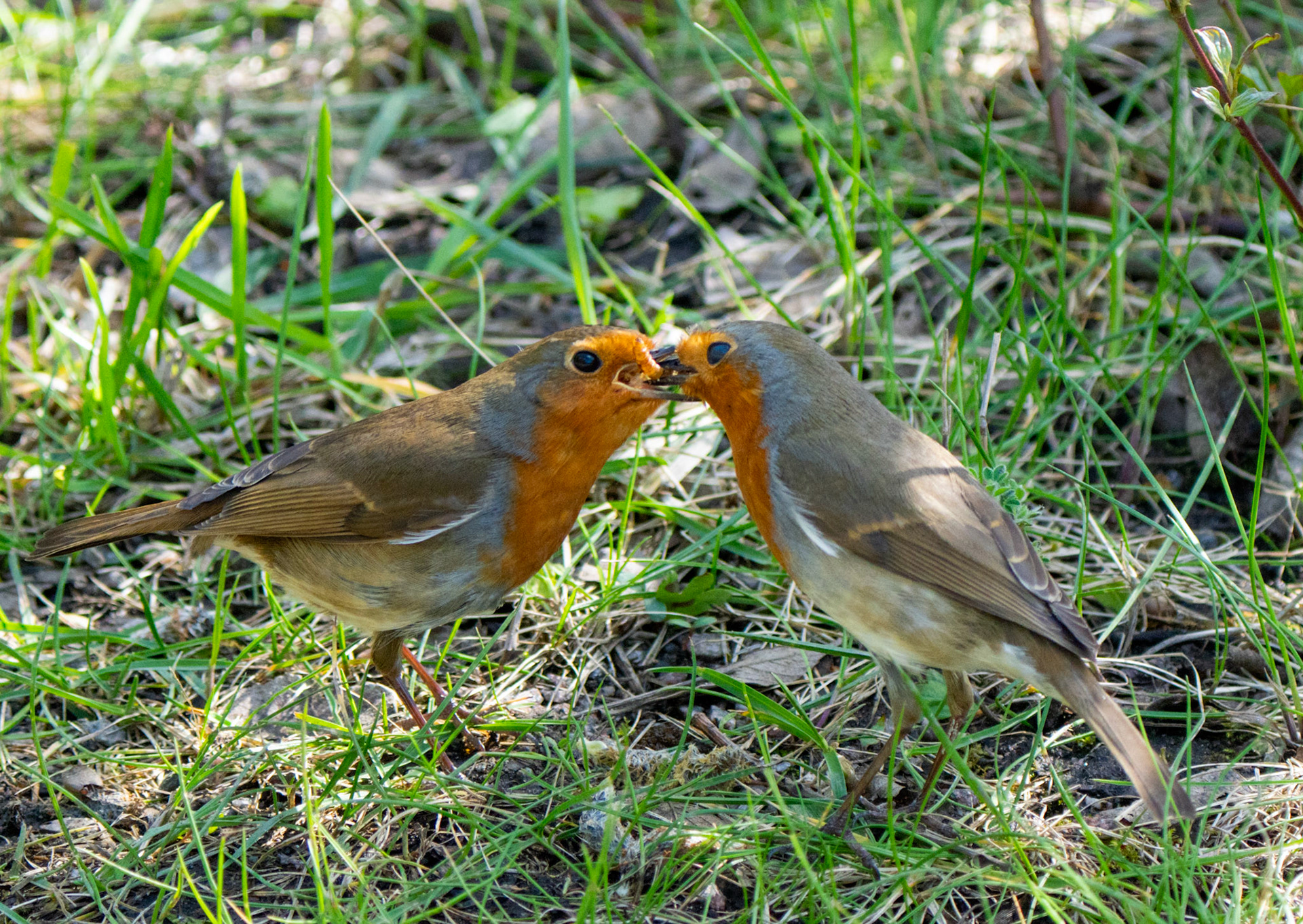 RSPB - Old Moor