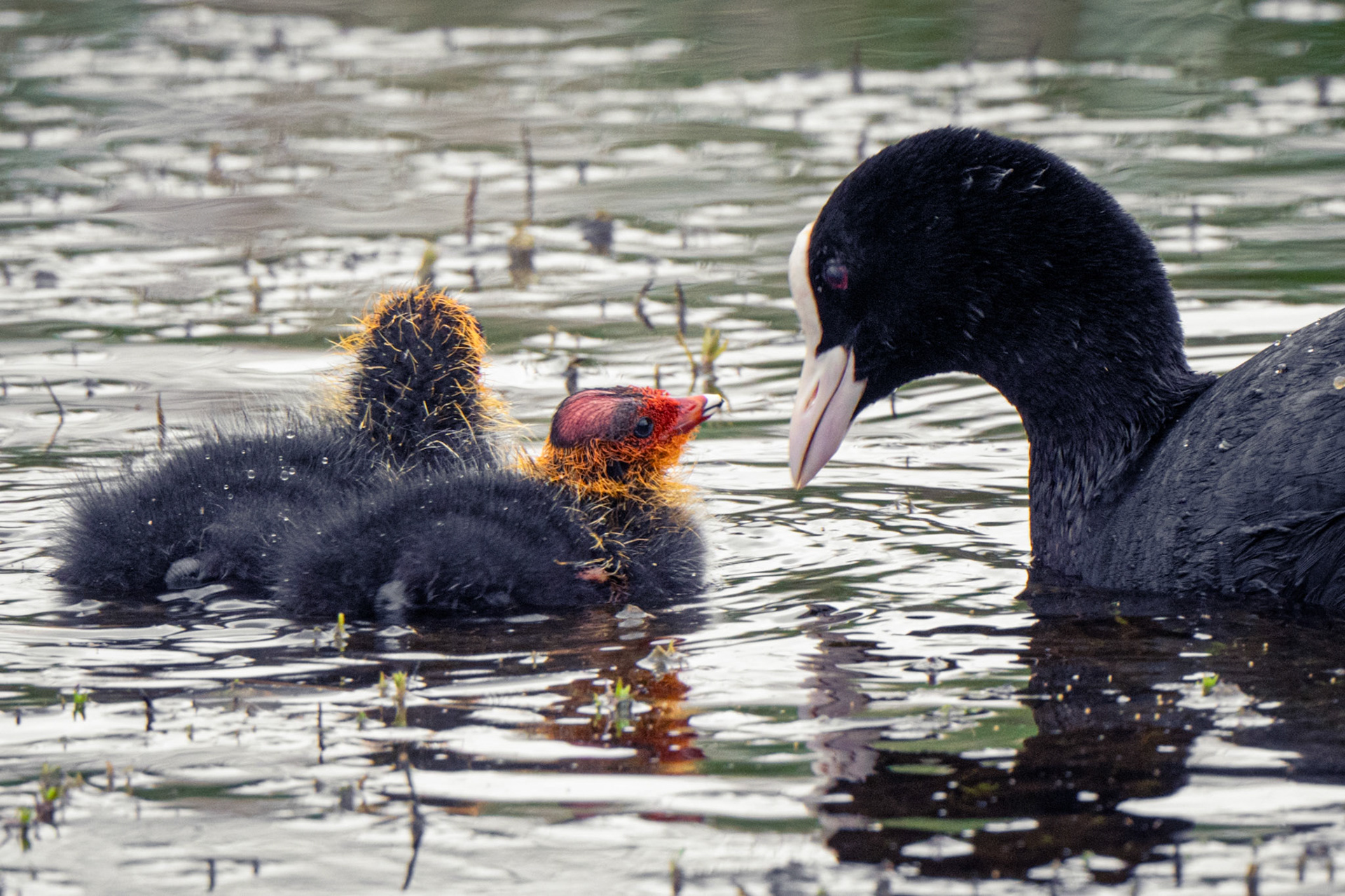 RSPB - Old Moor