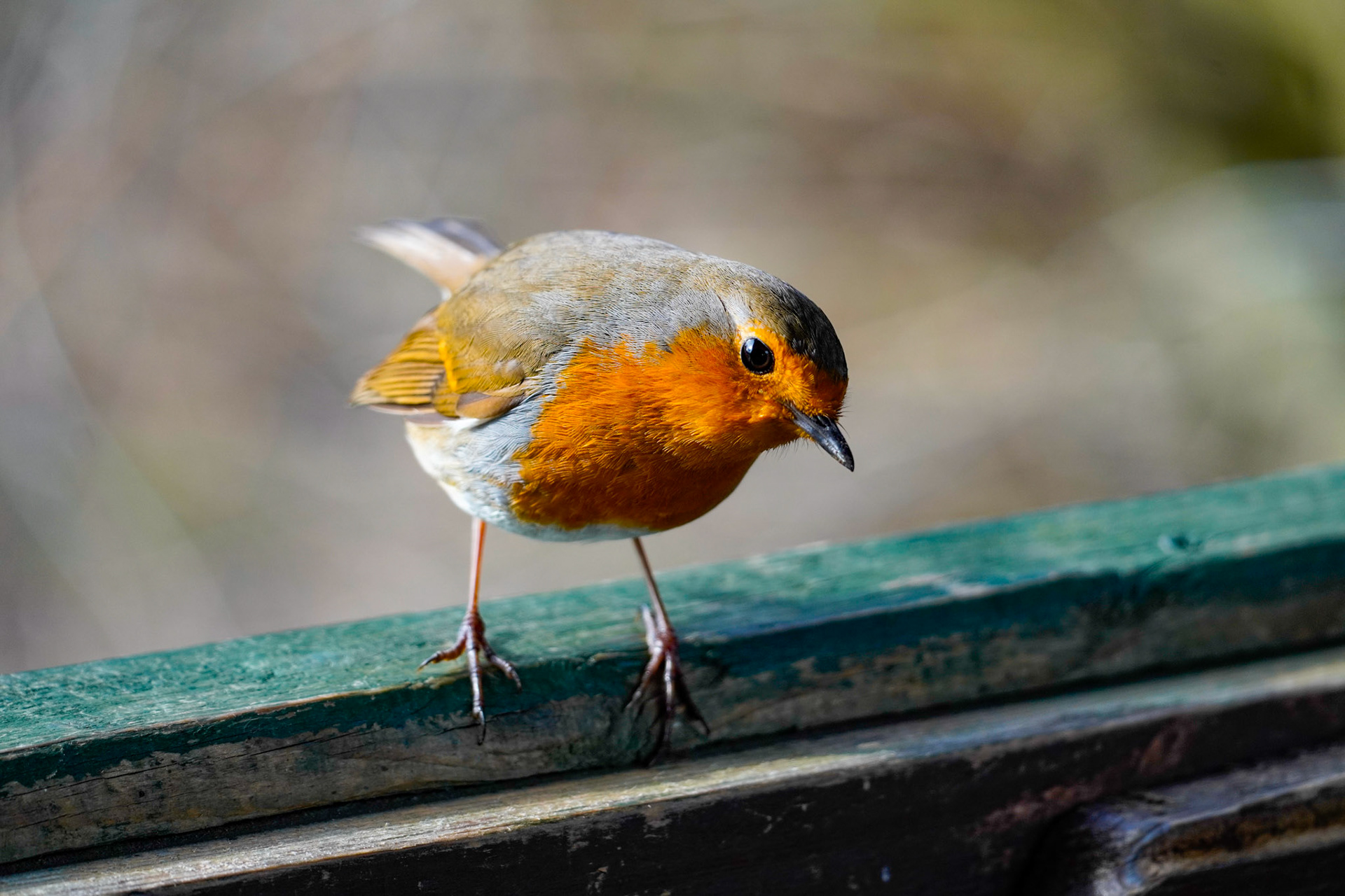 RSPB - Old Moor