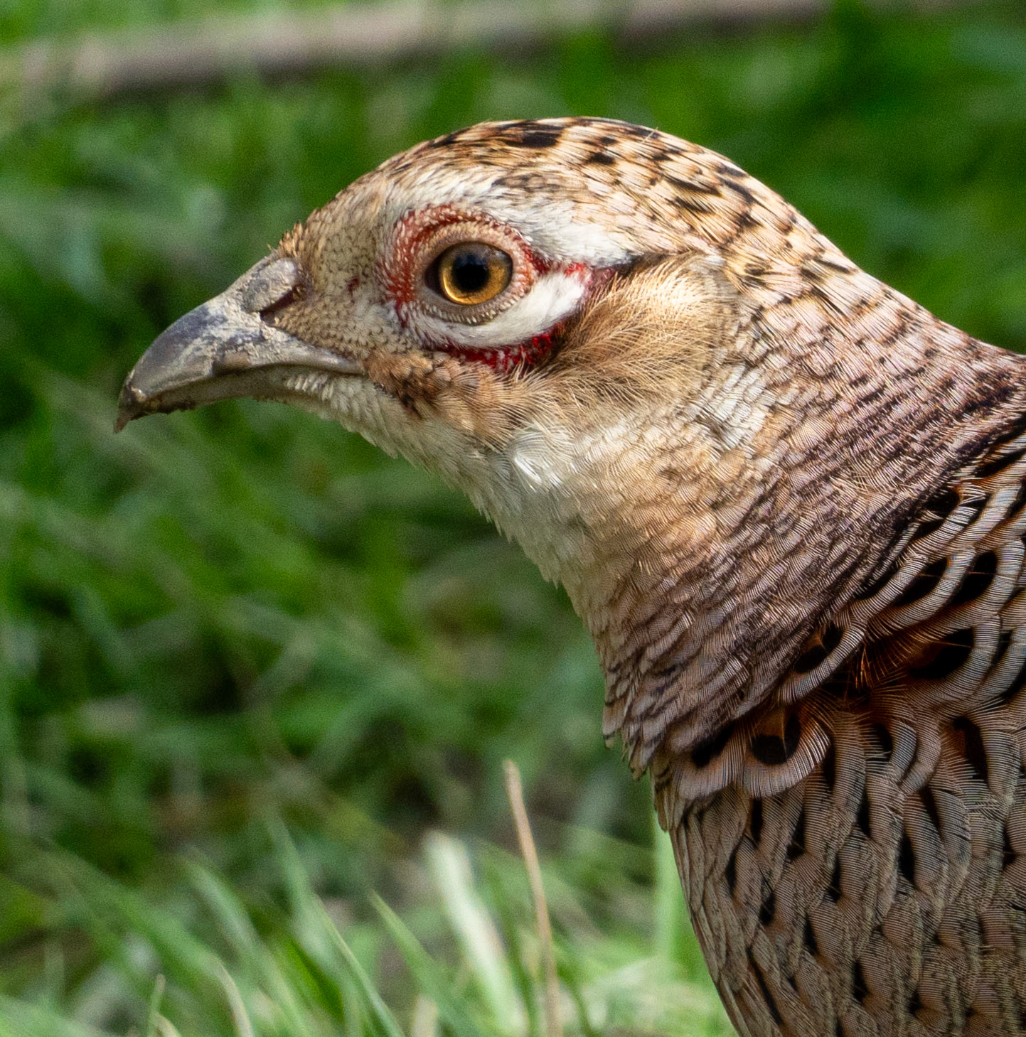 RSPB - Old Moor