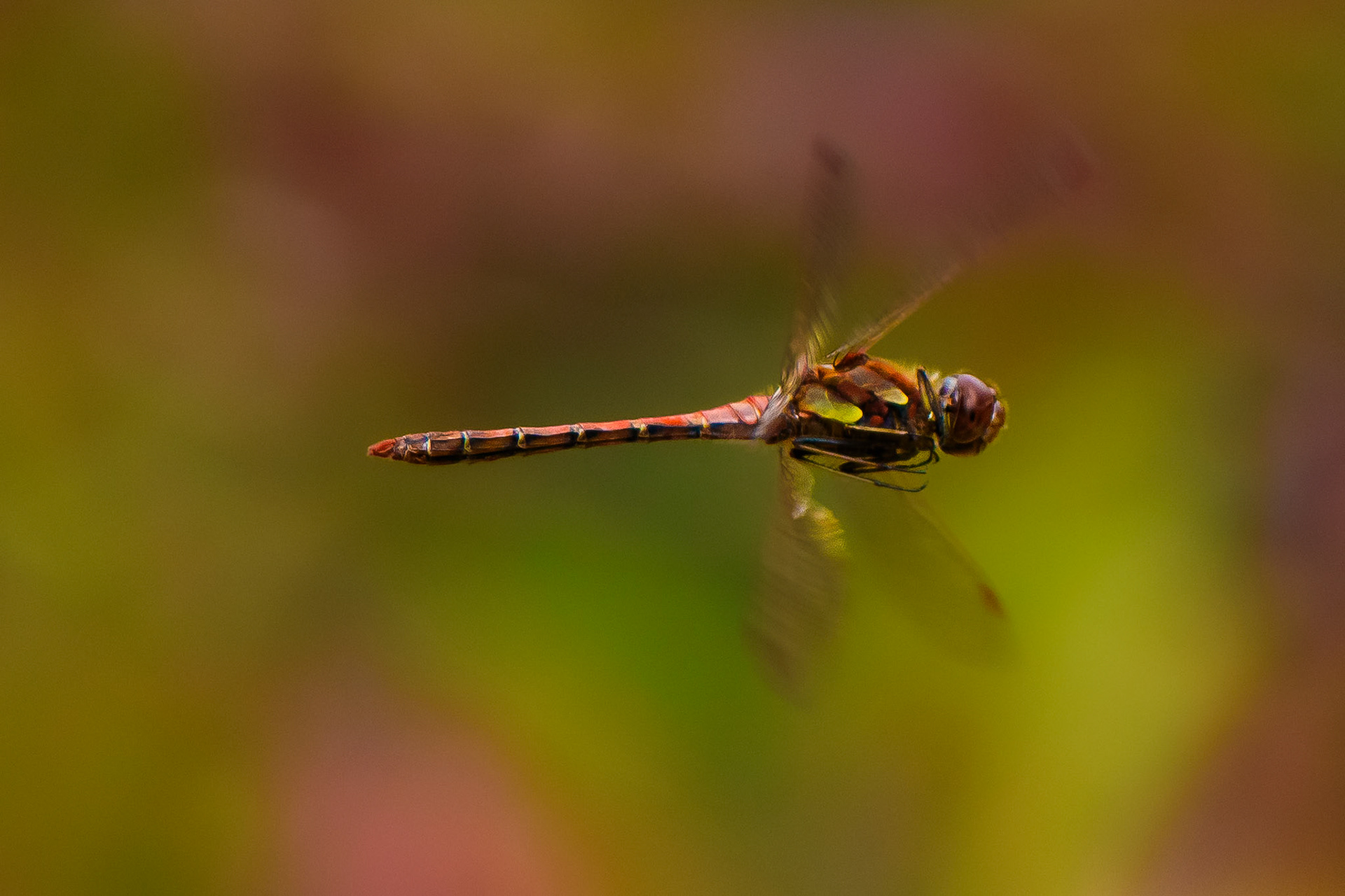 RSPB - Old Moor