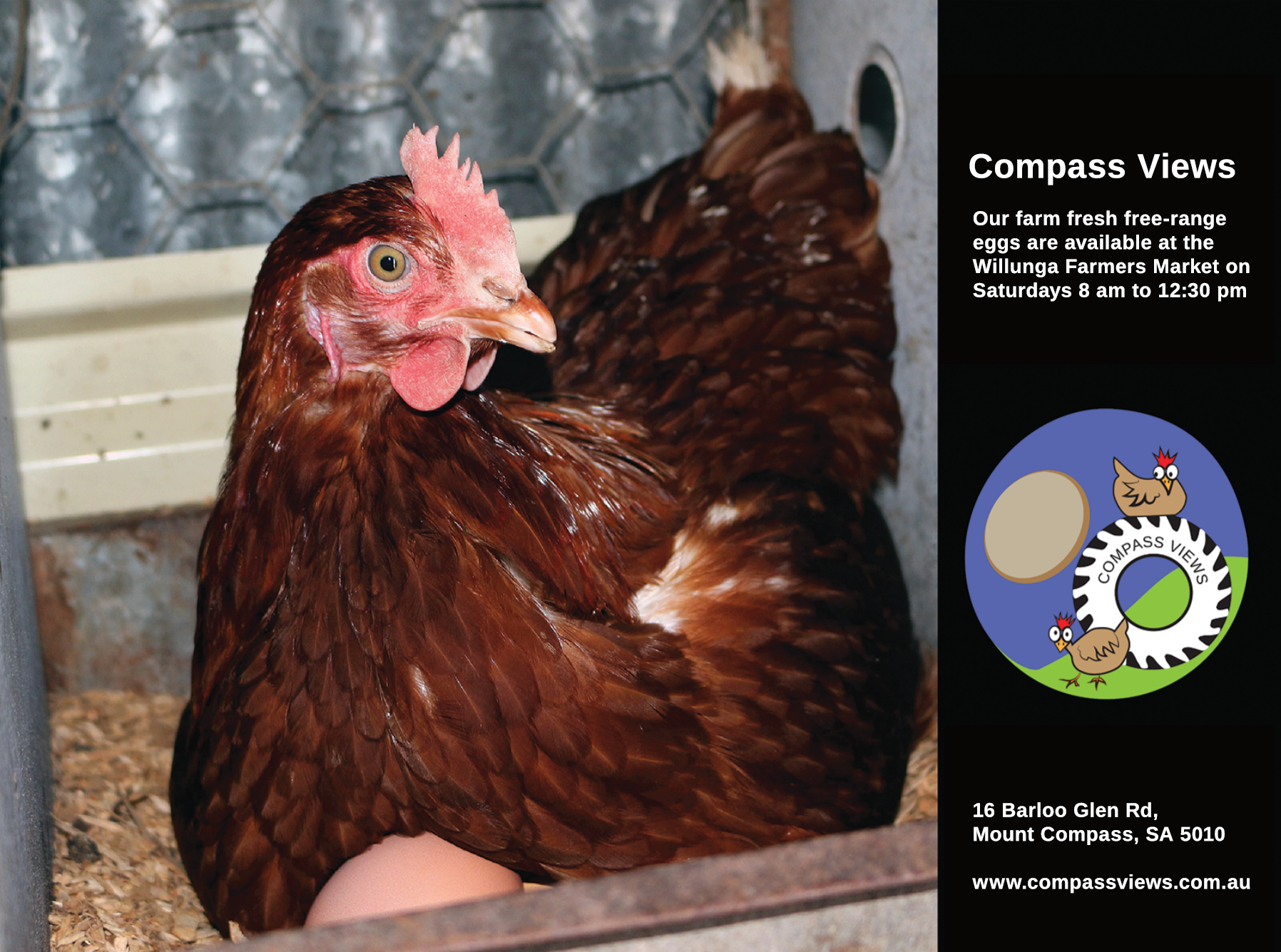 Compass Views chicken farm logo, designed by Anderssen Creative. Photo of chicken sitting on egg.