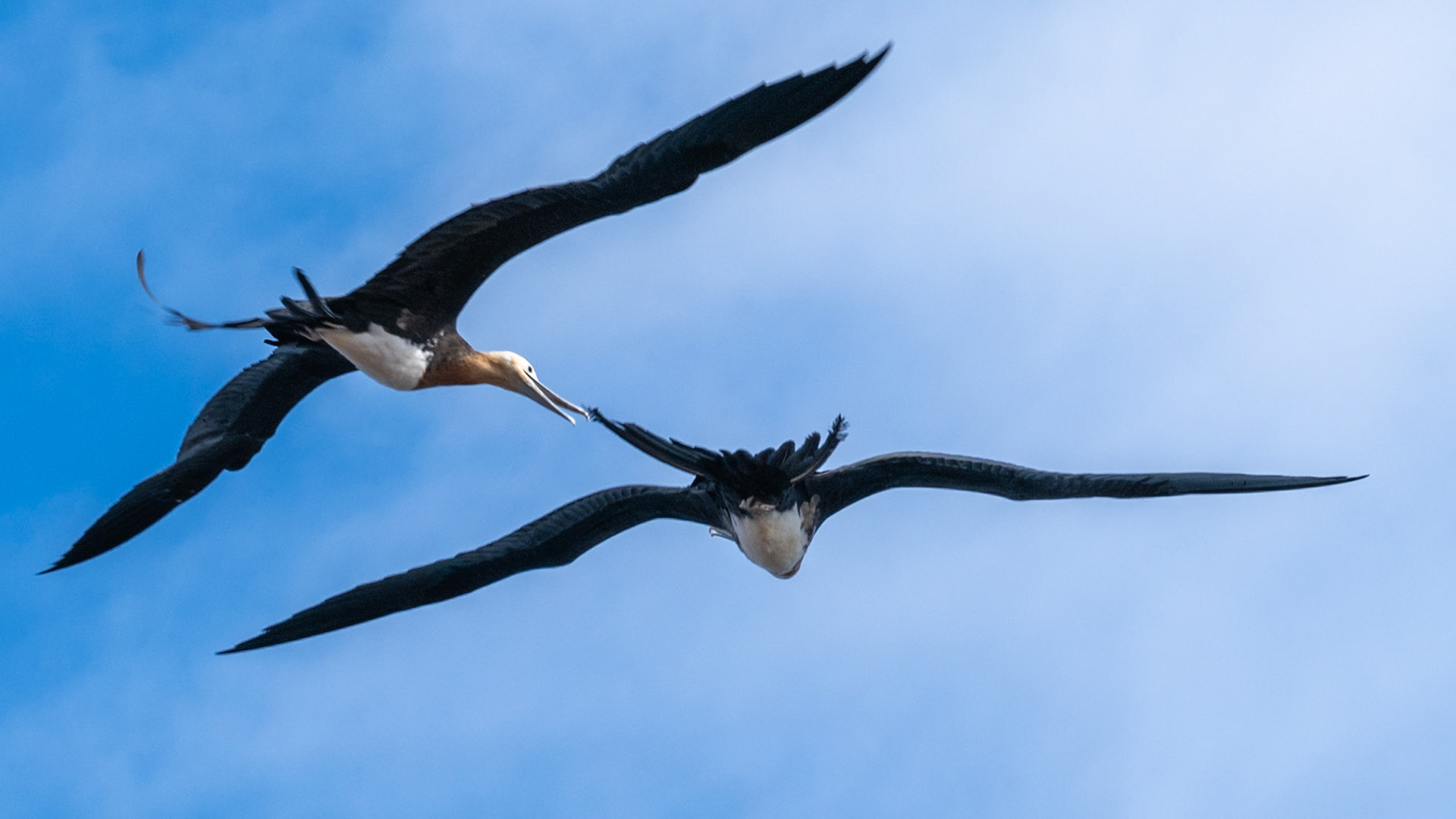 frigate birds sparring
