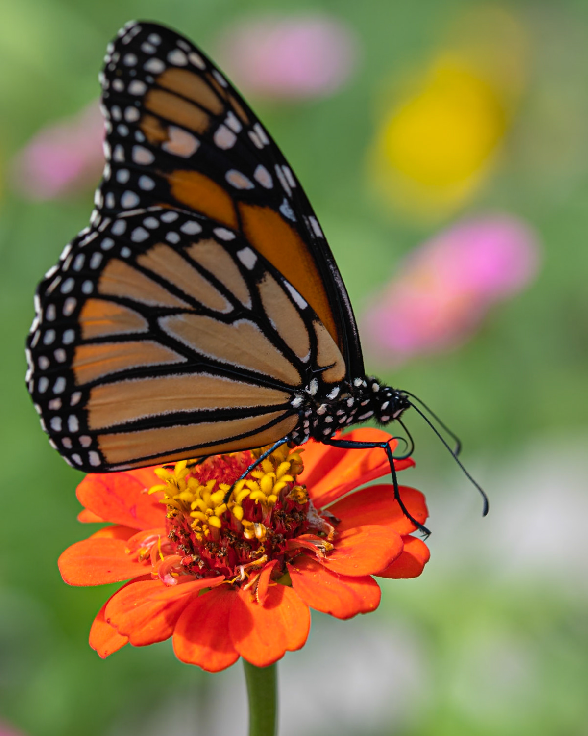 monarch on orange