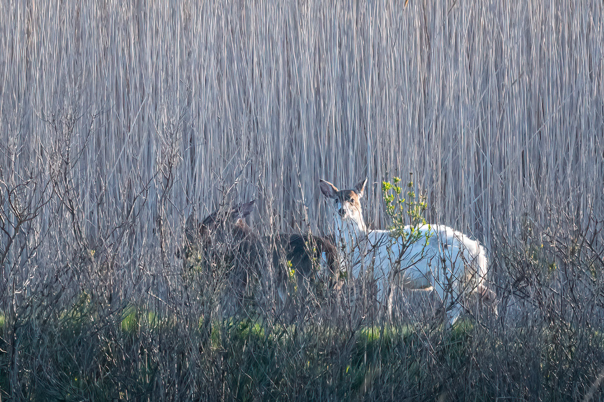 not camouflaged