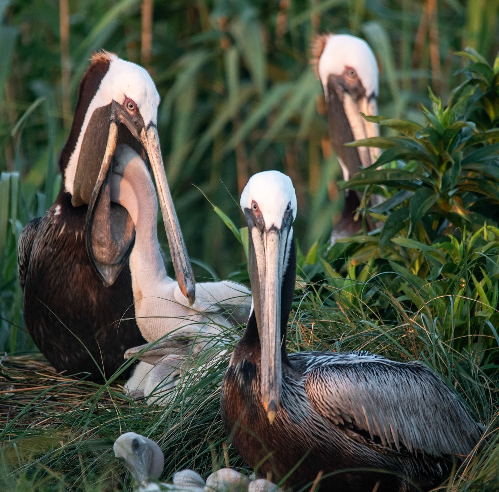 feeding time
