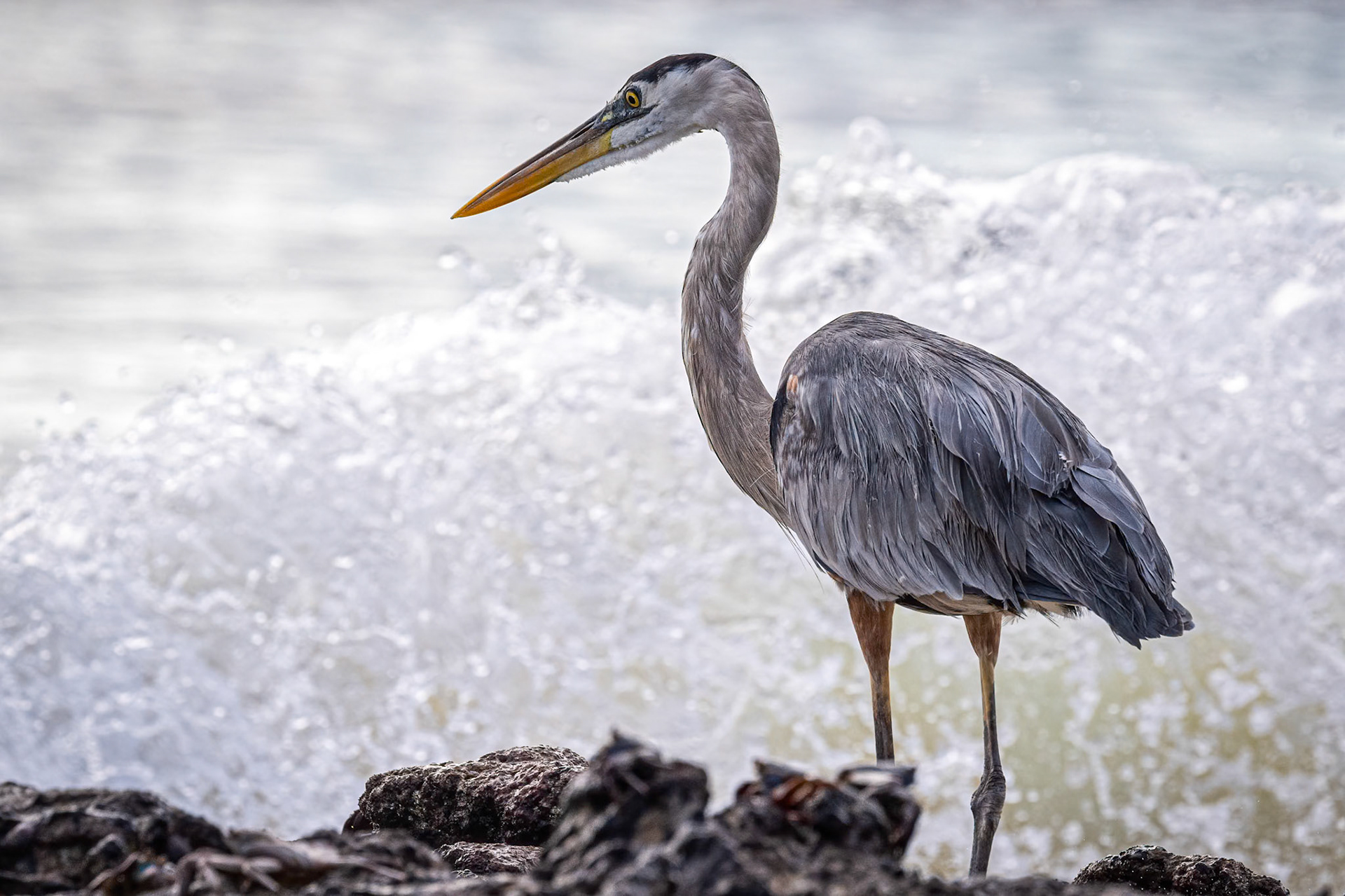 great blue heron