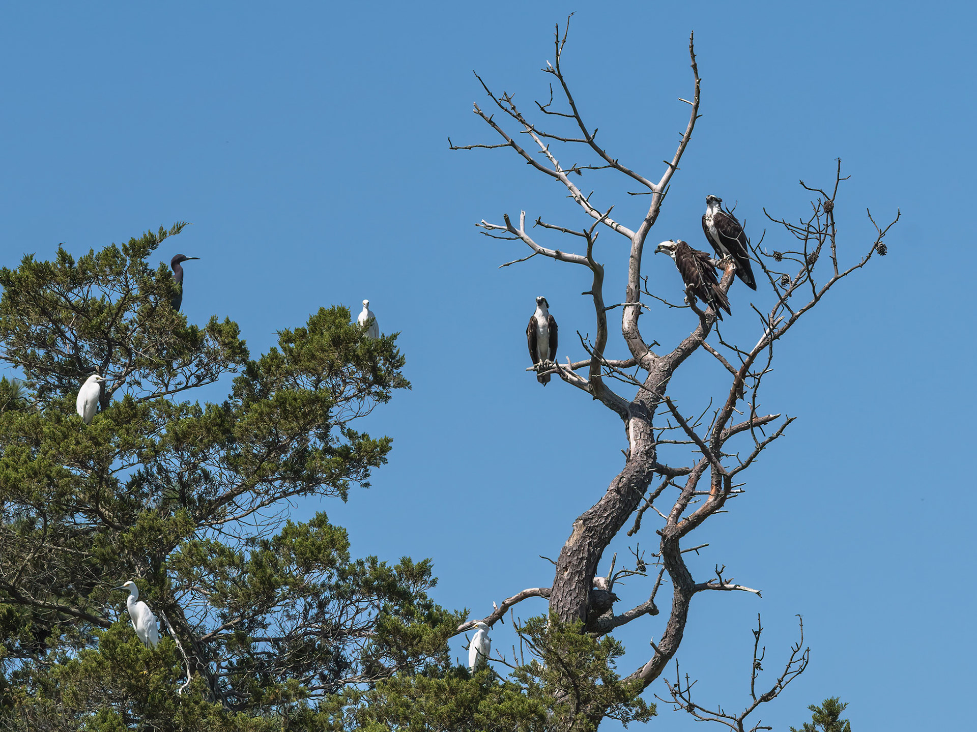 egrets, ospreys, and an ibis