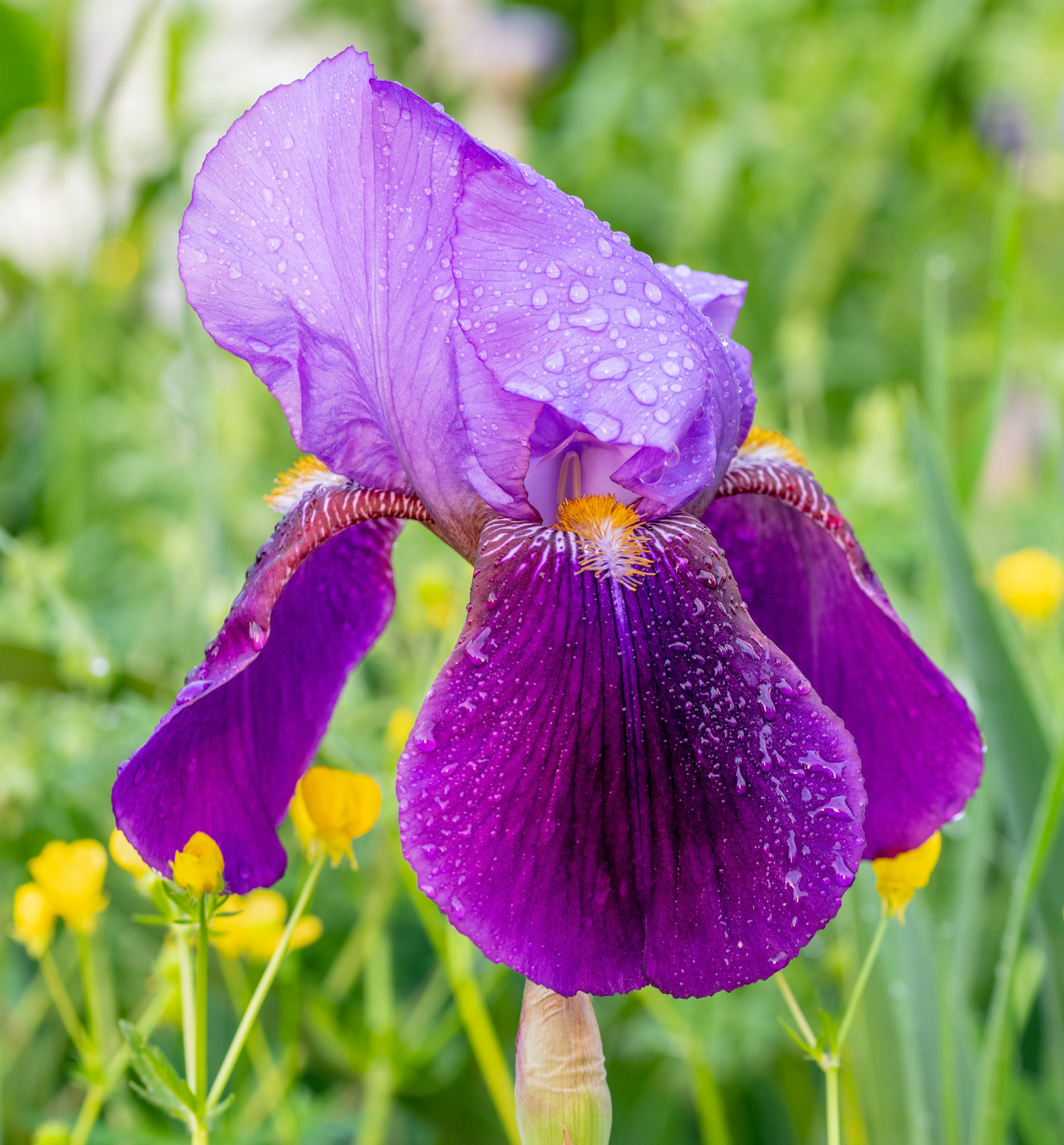 iris