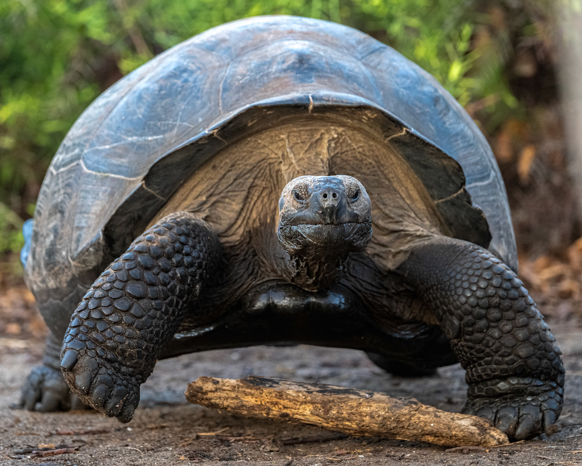 Galápagos giant tortoise