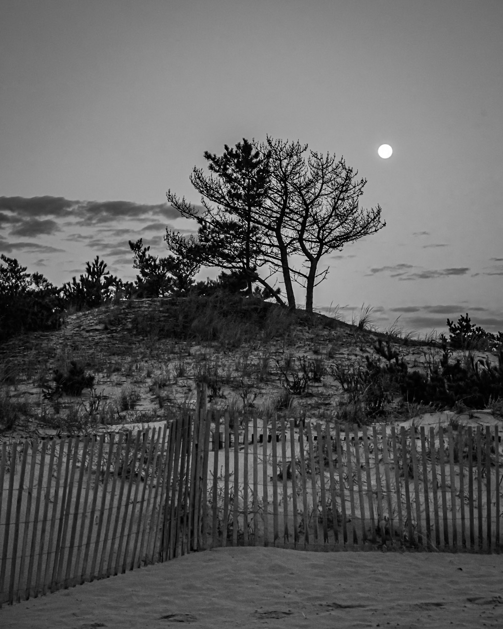Tree, dune fence, and full moon