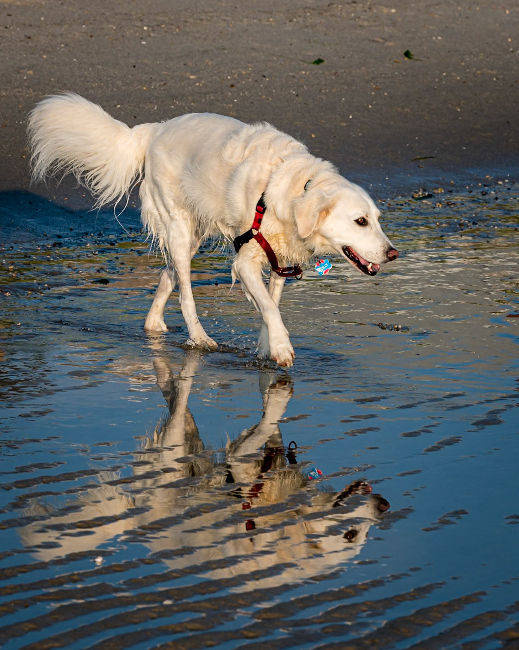 peaceful reflection