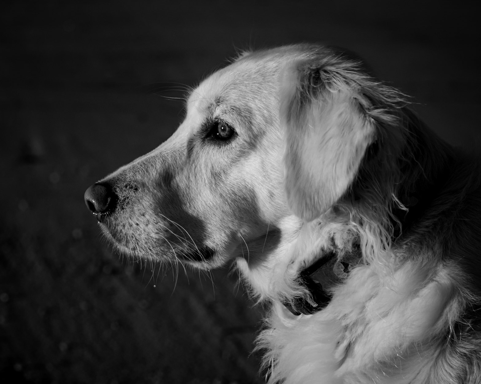 head shot