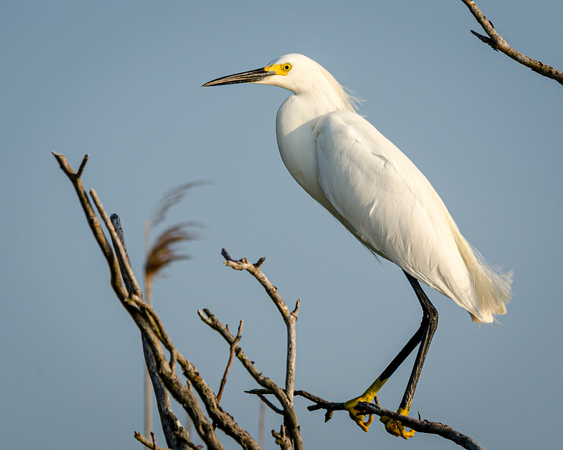 showy snowy egret