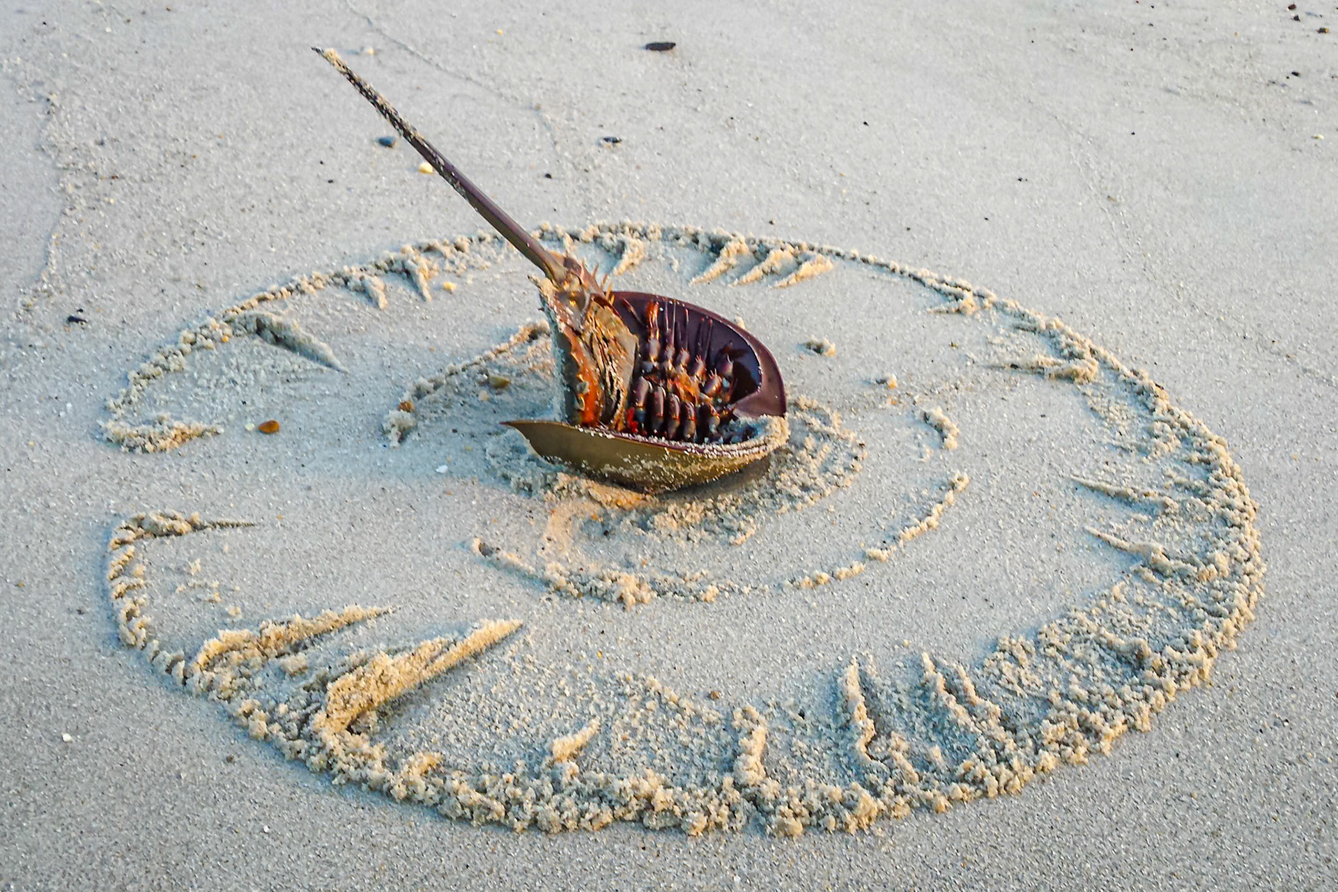 Perfect circle