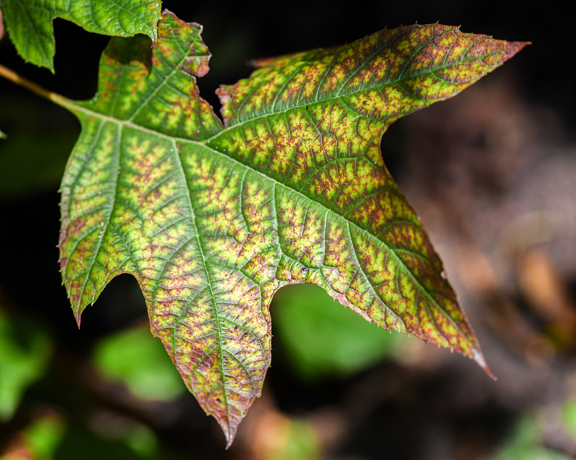 oakleaf hydrangea leaf