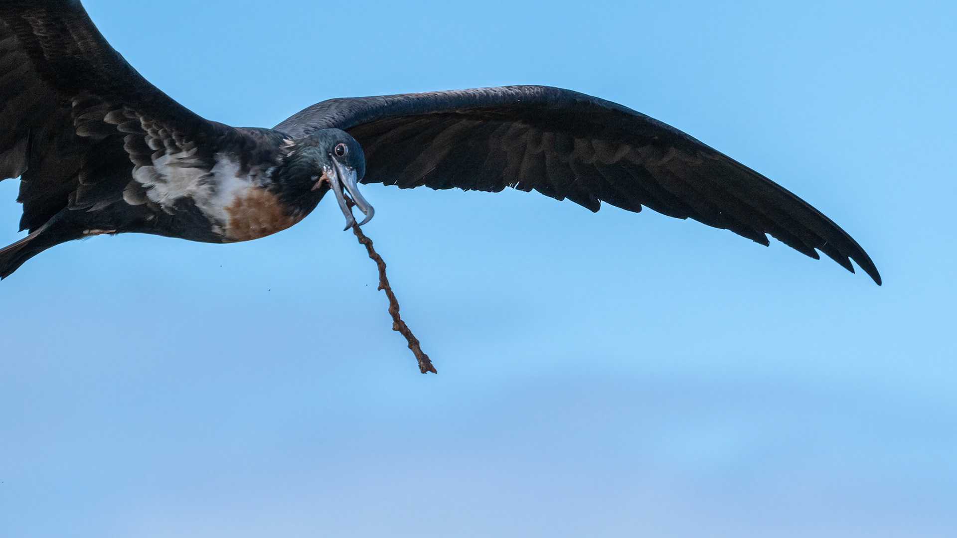 frigate bird carrying a stick for the nest