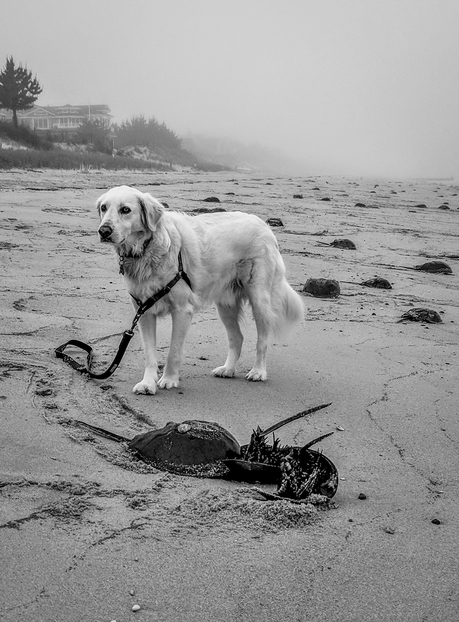 Lots of horseshoe crabs to turn over