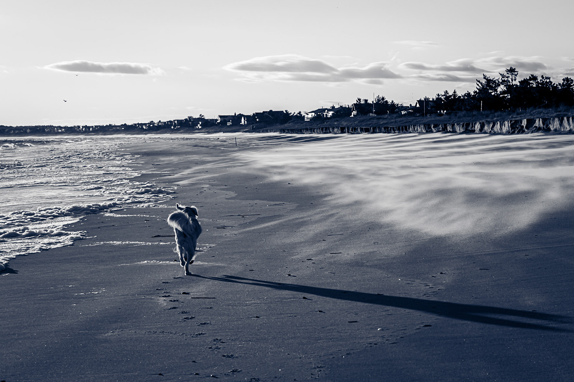 Windswept beach