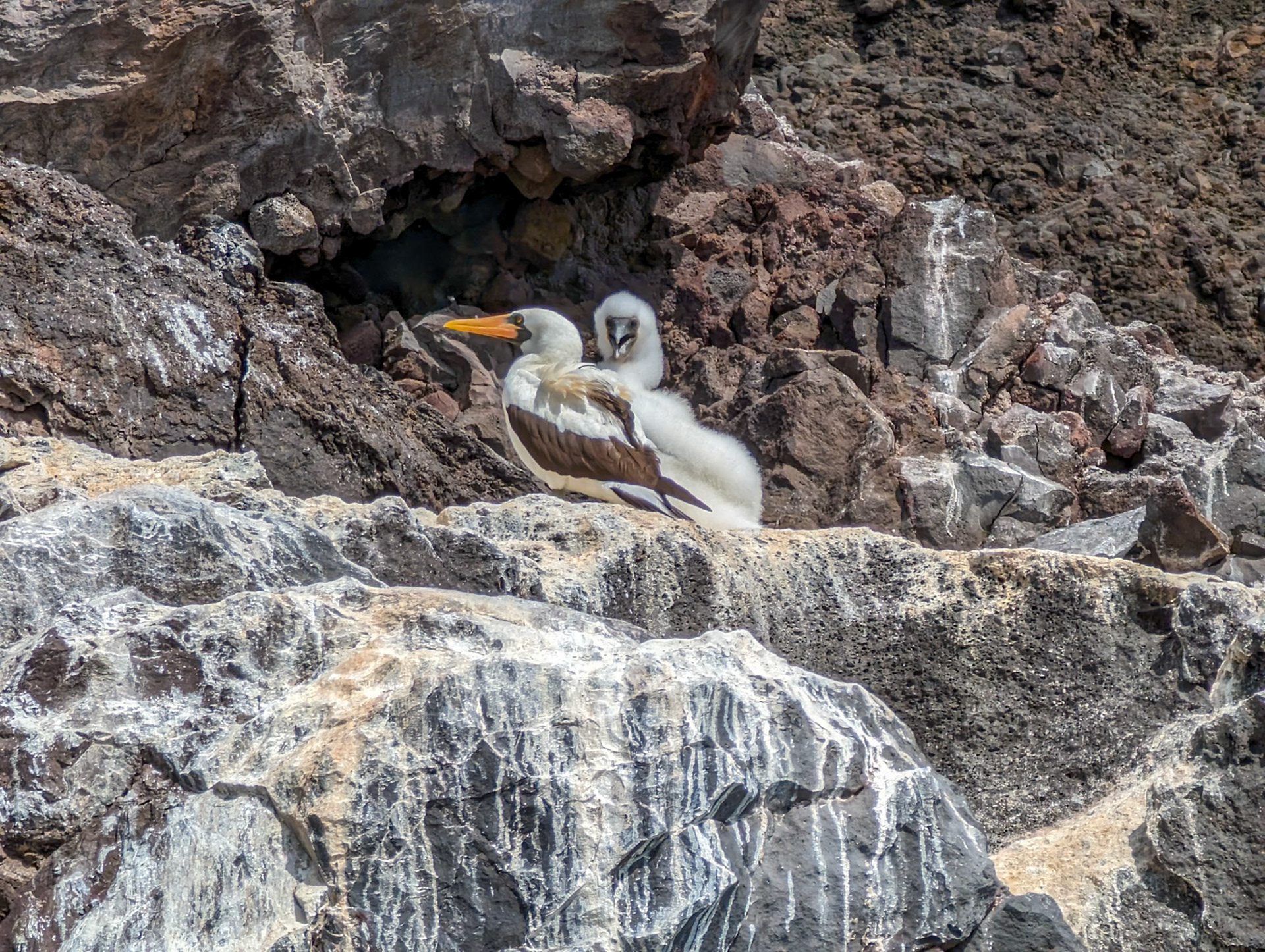 Nazca boobies