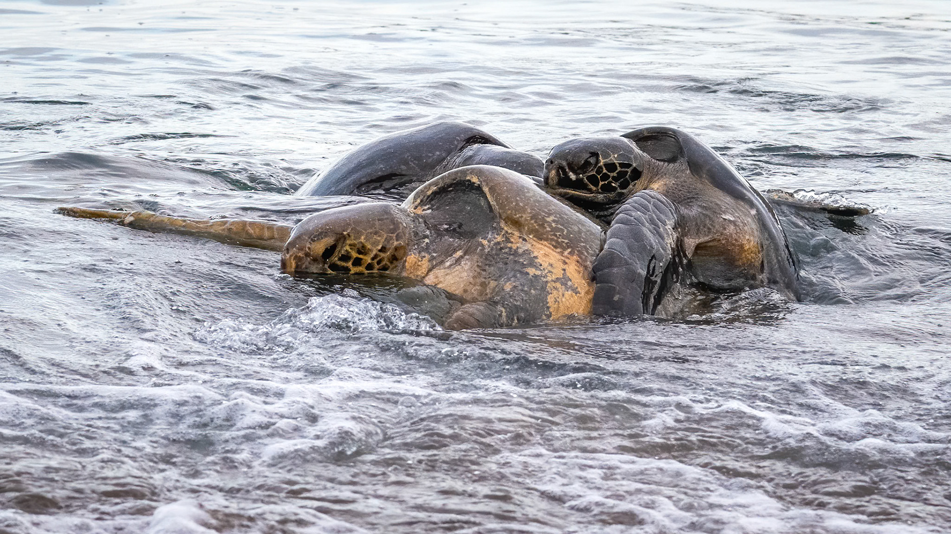 mating green turtles