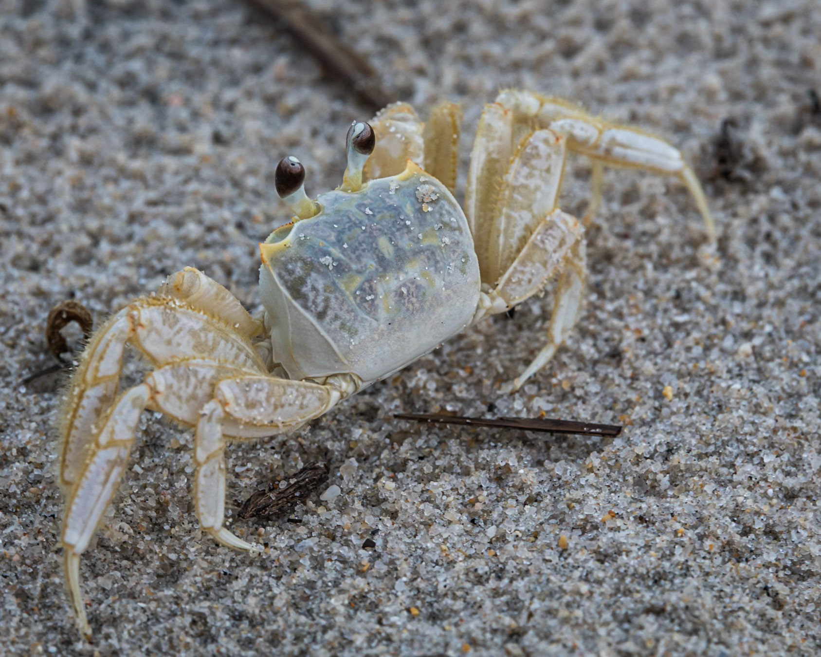 ghost crab