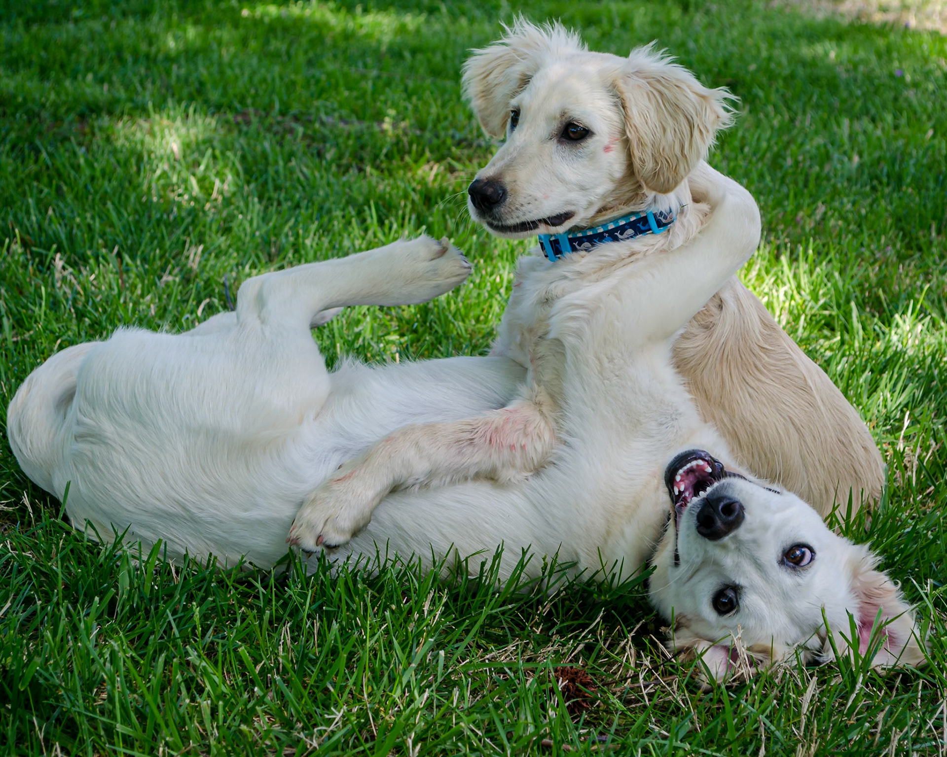 brotherly love