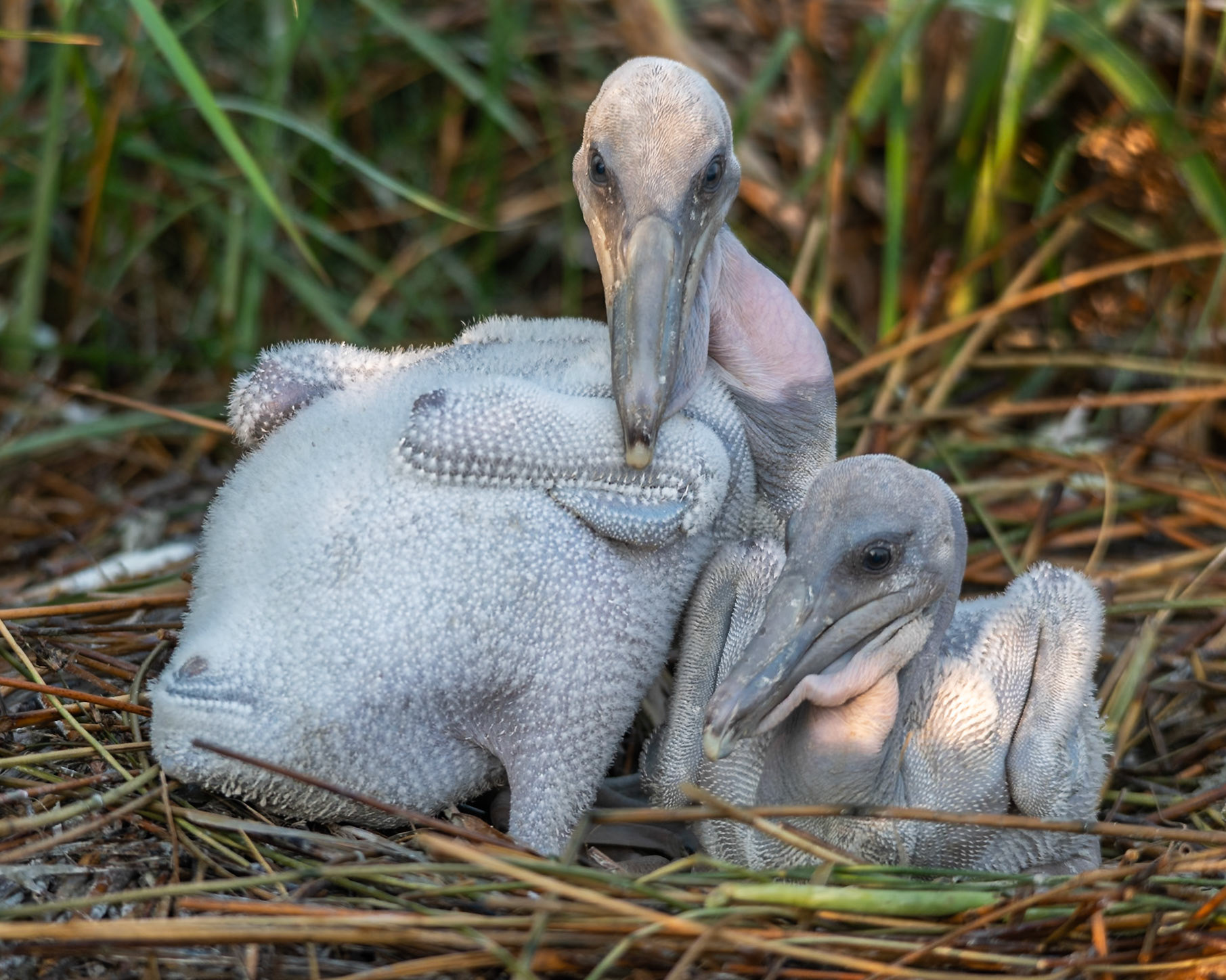 brown pelican chicks
