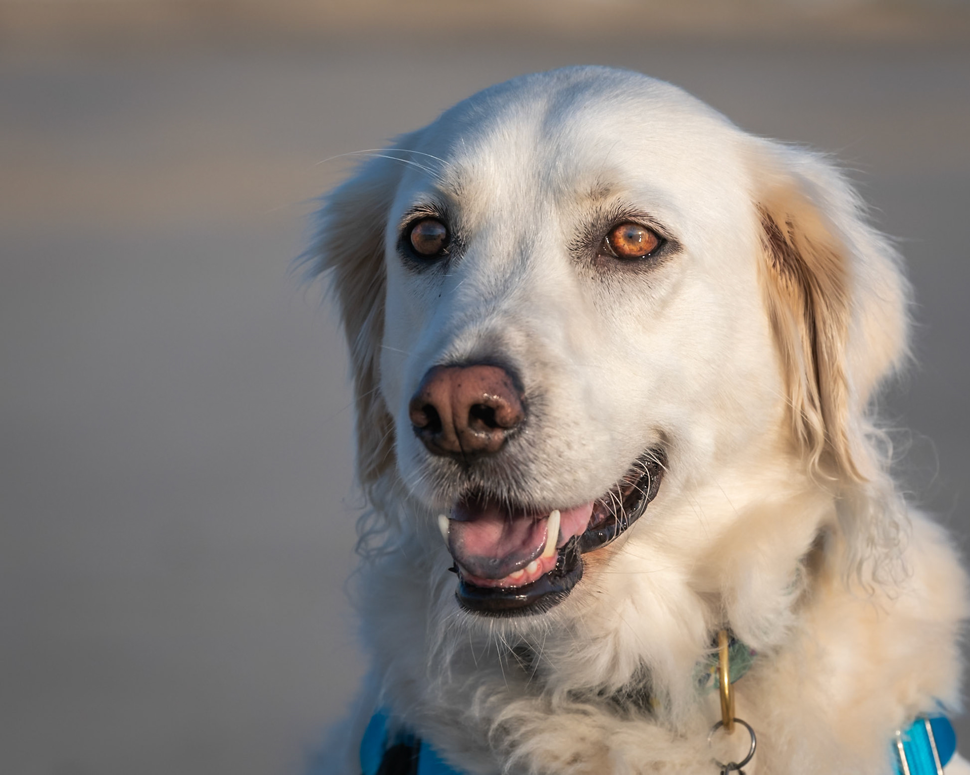 portrait of Tully