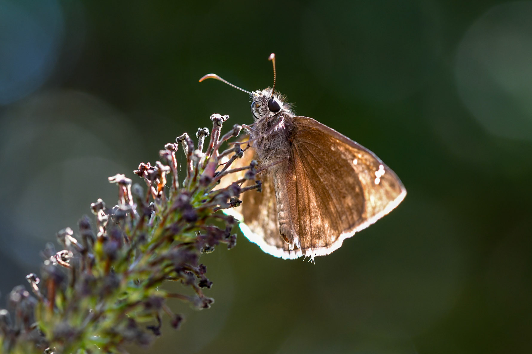 butterfly on flower