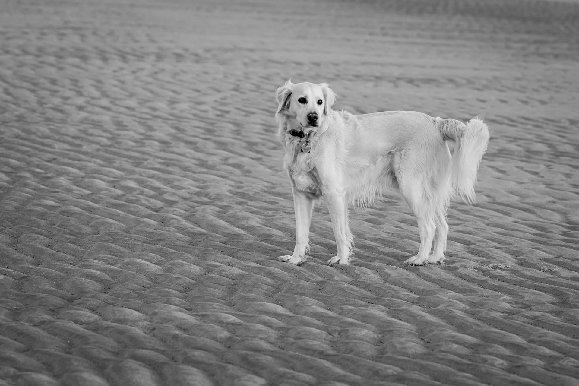 fur and ripples