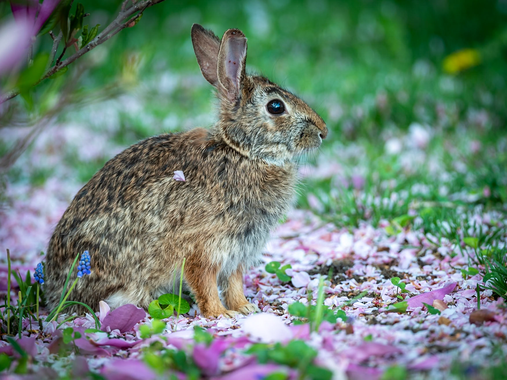 rabbit and pink petals