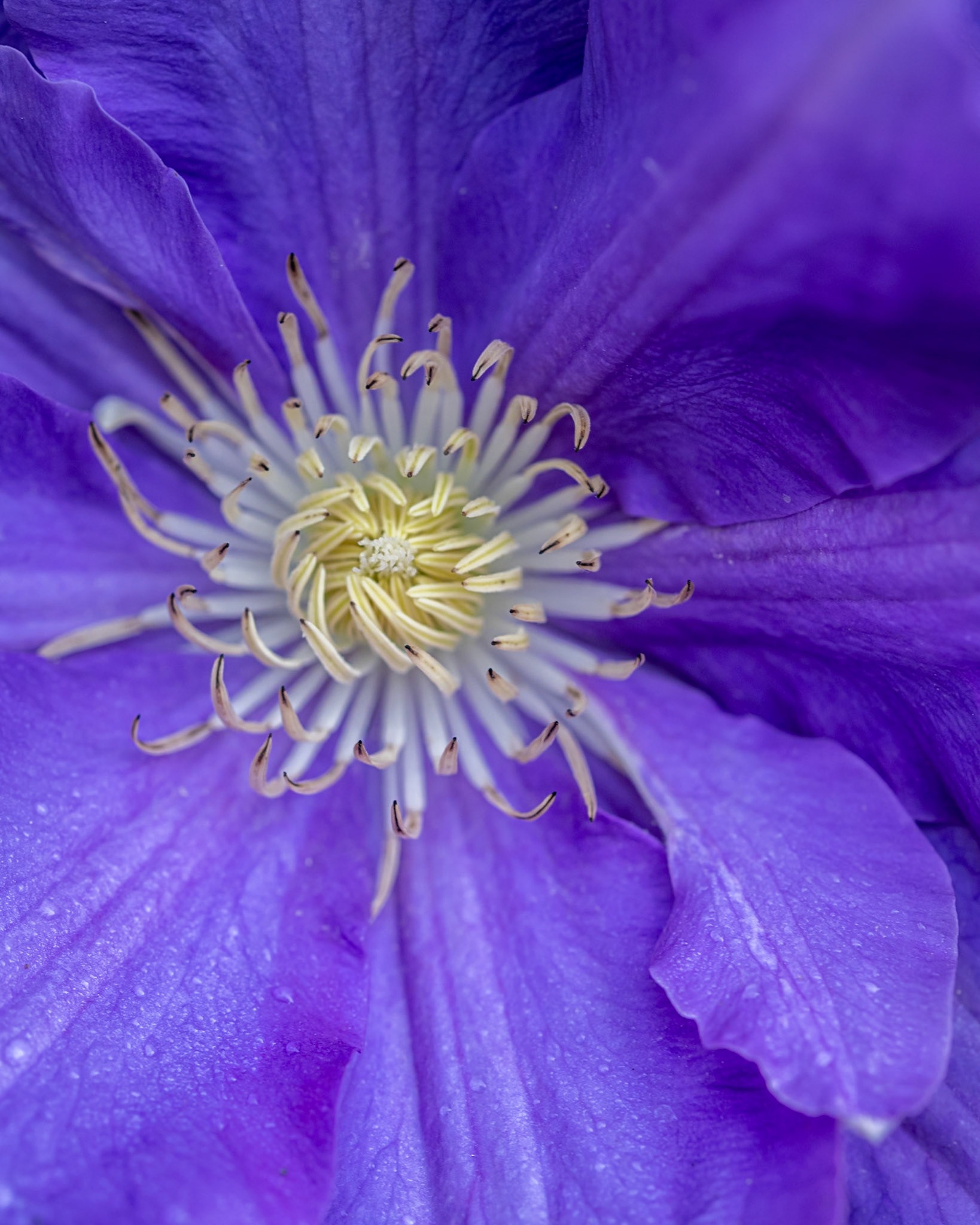 clematis