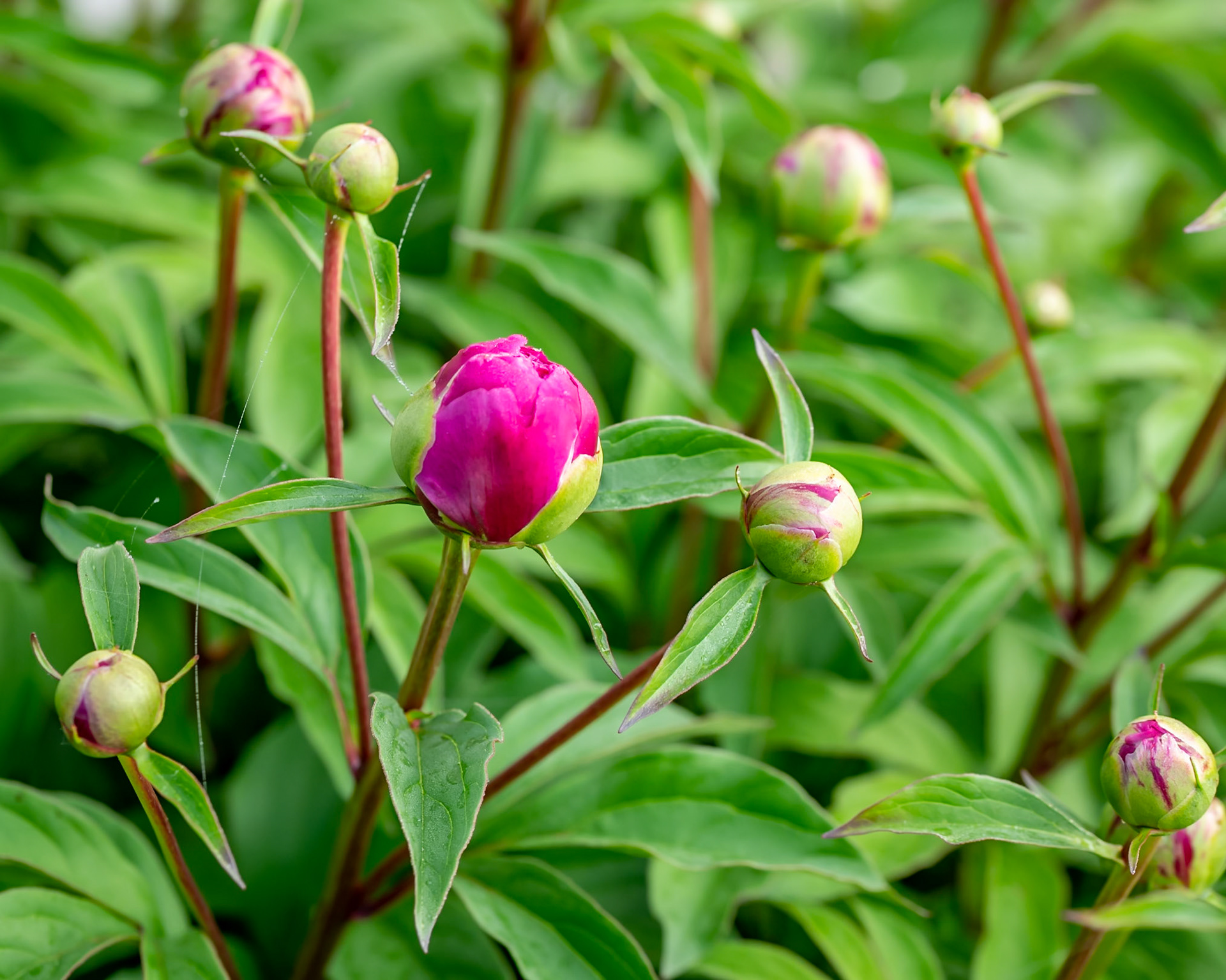 peony