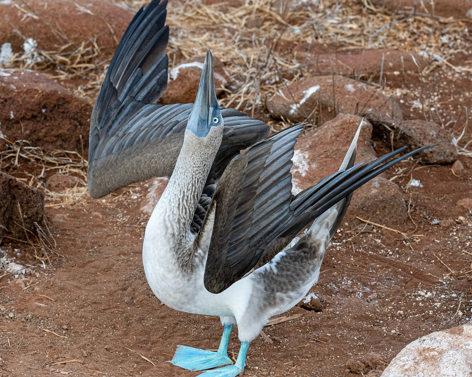courtship