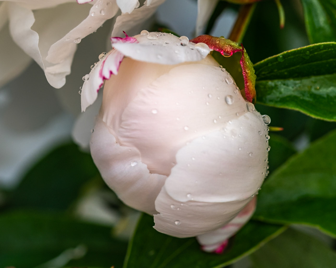 peony