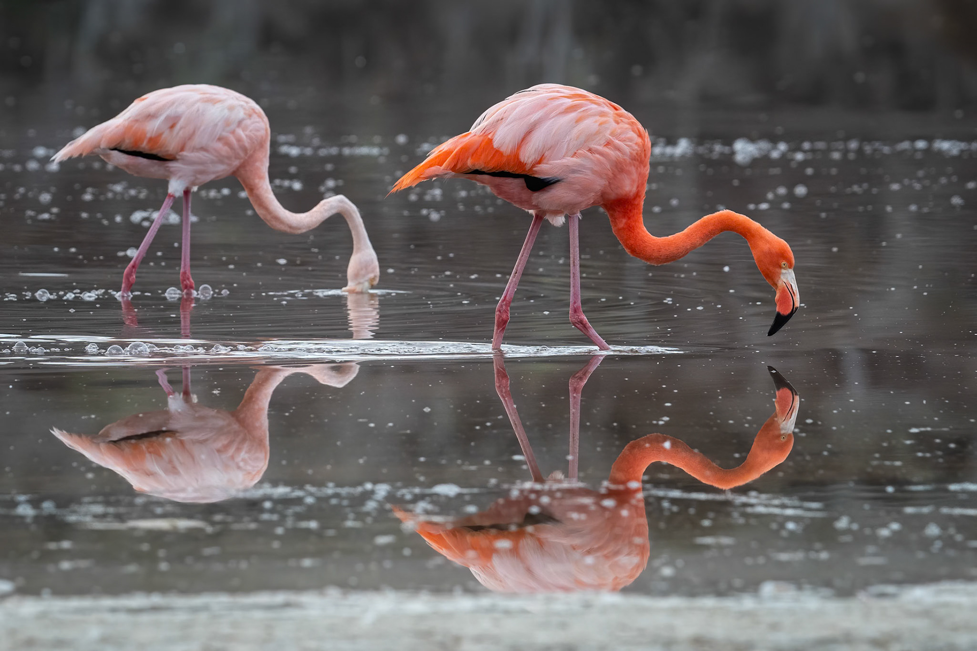 pink flamingoes