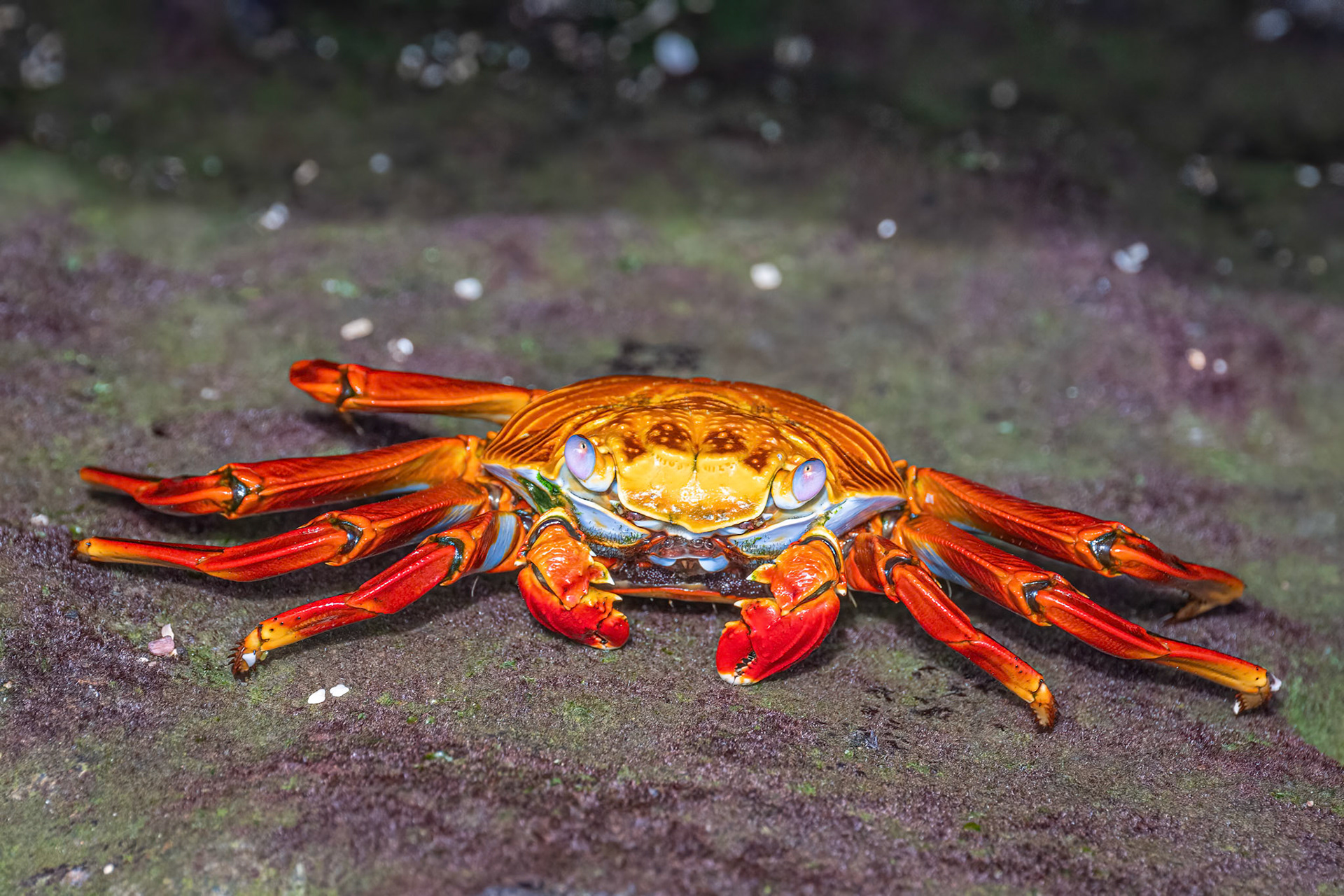 sally lightfoot crabs