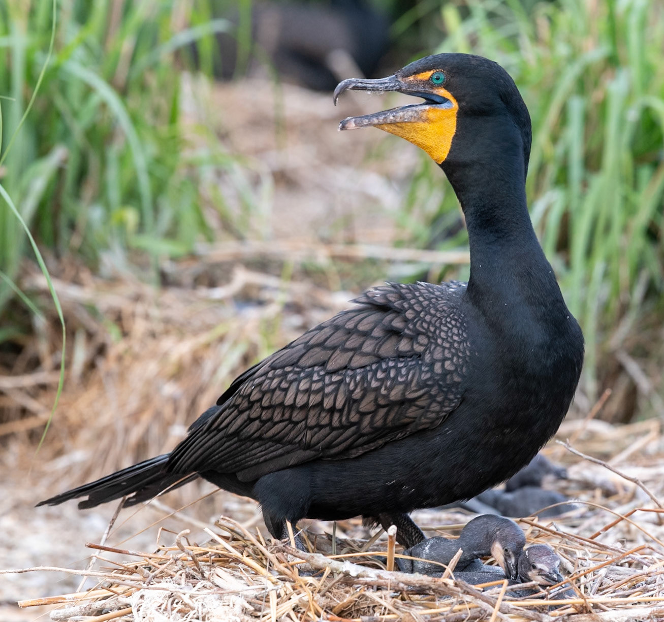 double-crested cormorant with chicks